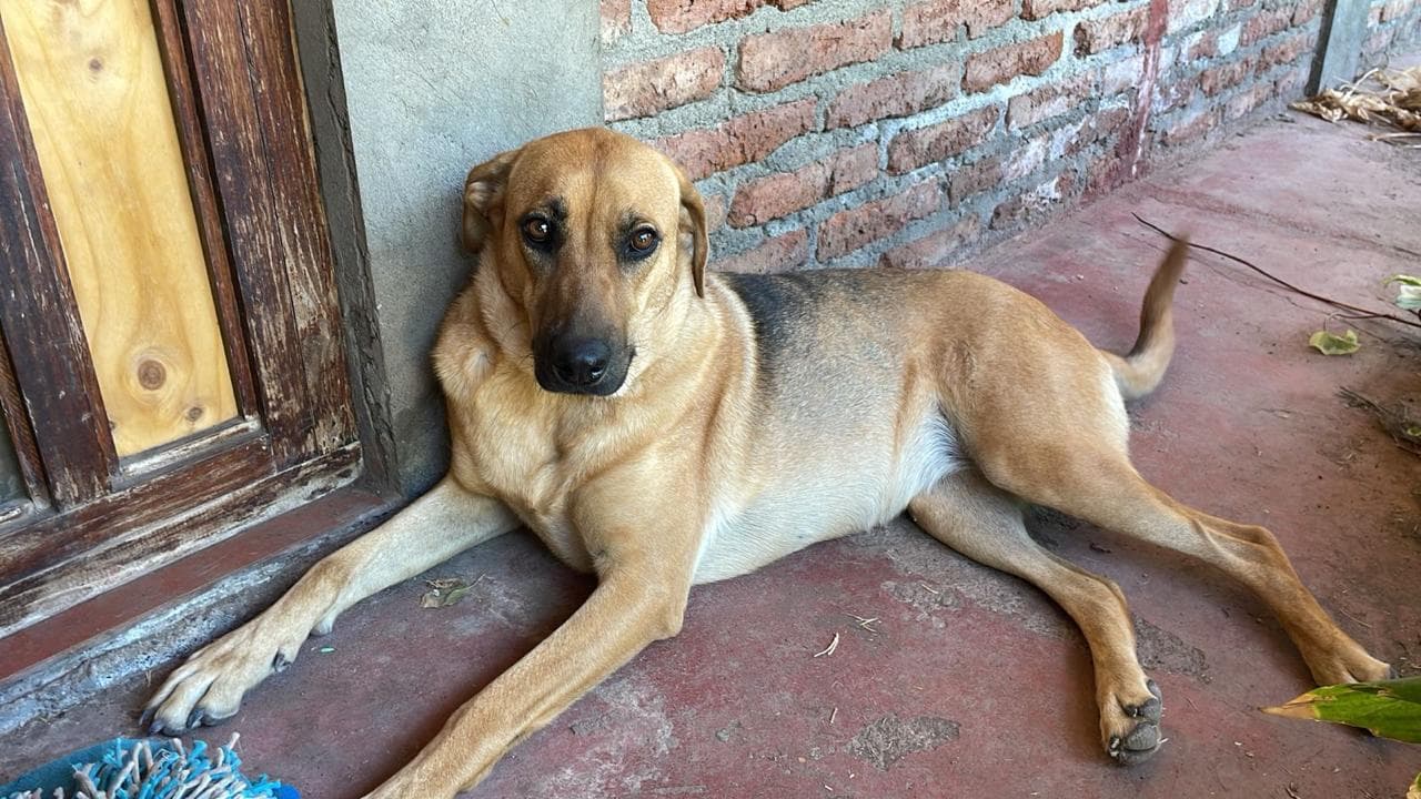Foto 4
