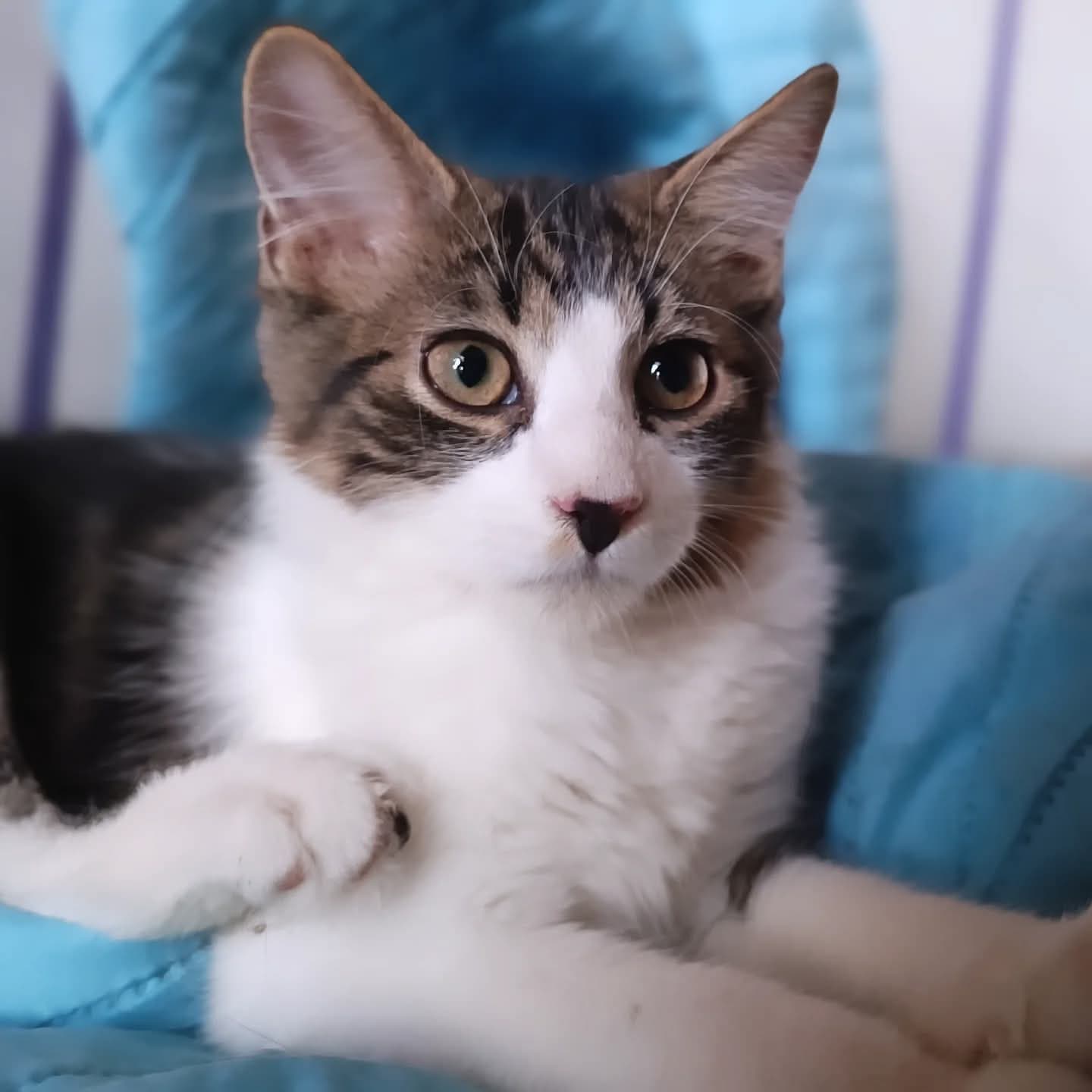 Foto de la mascota