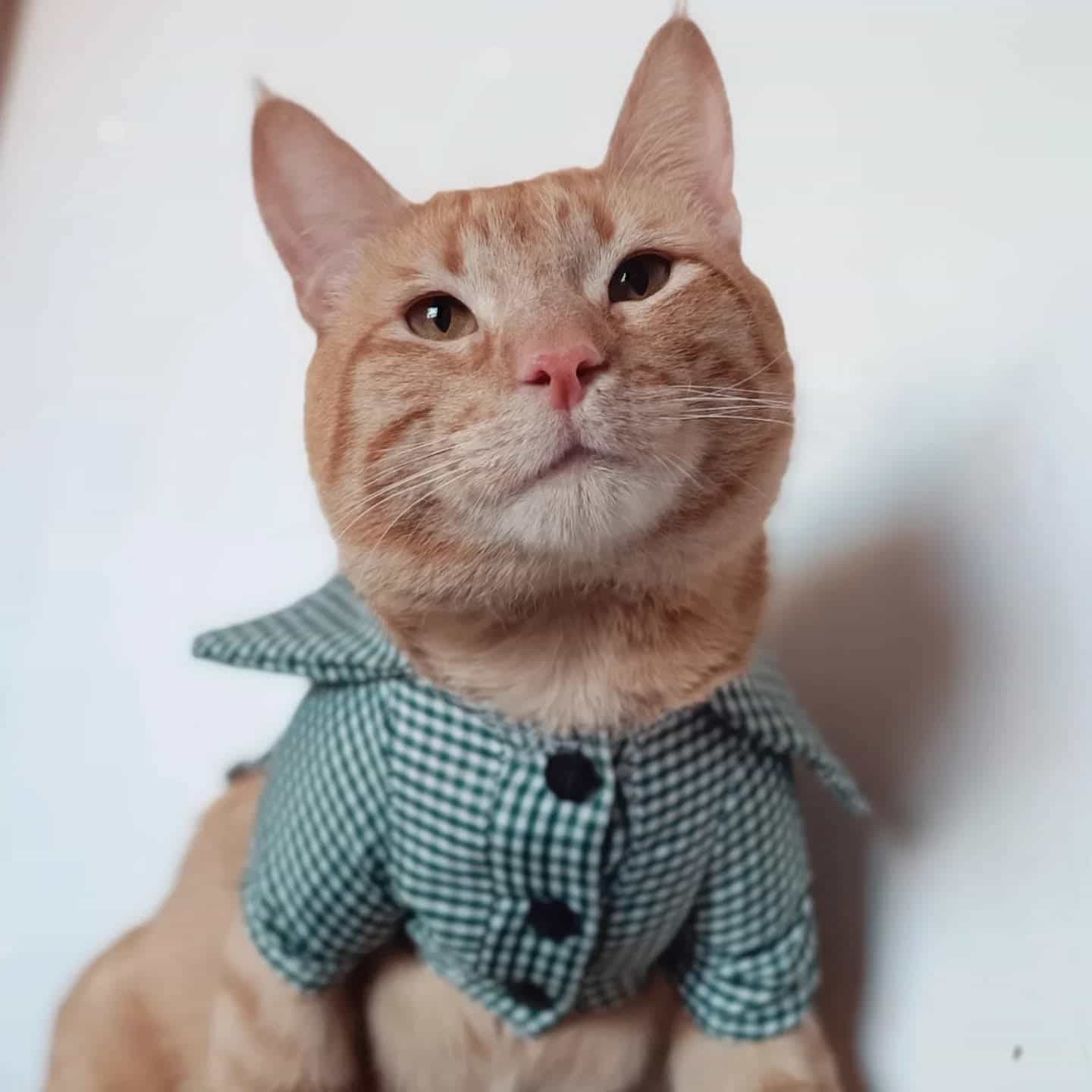 Foto de Michito