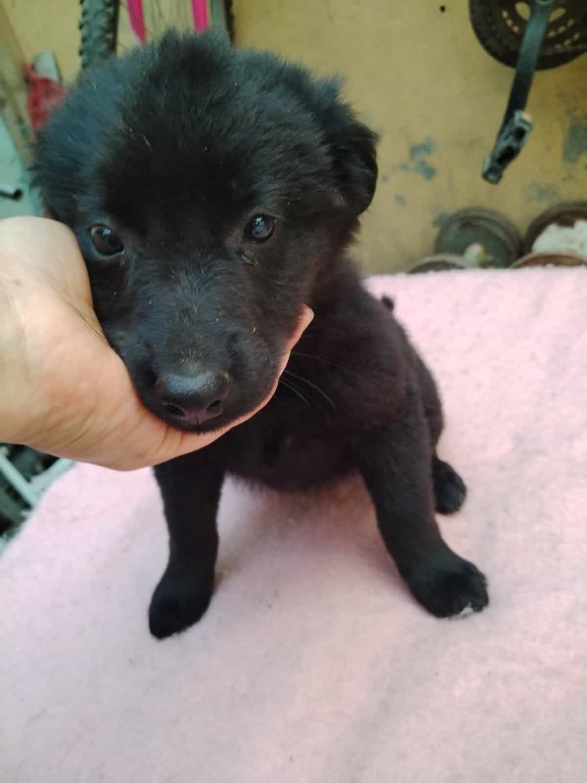 Foto de Cachorro 1, 2, 3 y 4