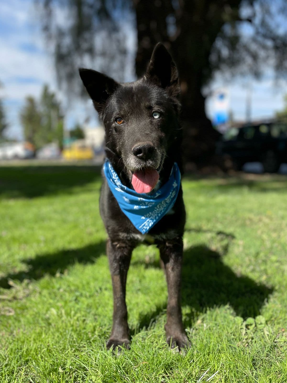 Foto de la mascota