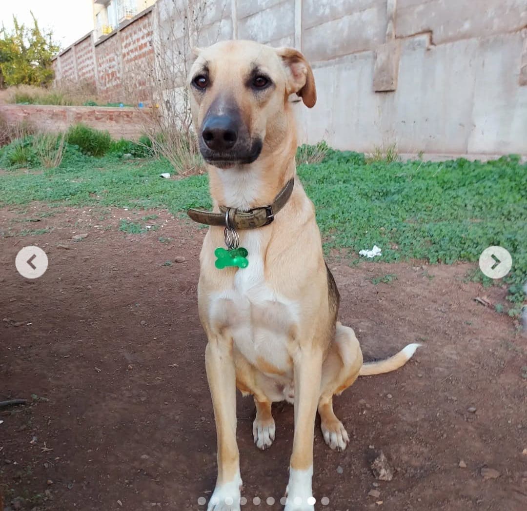 Foto de la mascota