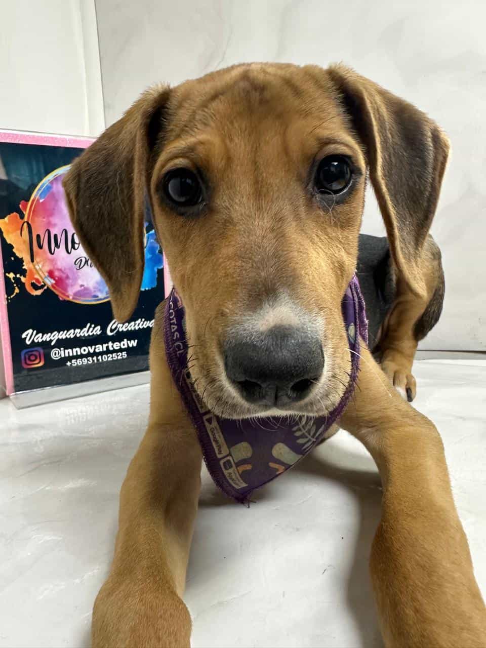 Foto de Ginger
