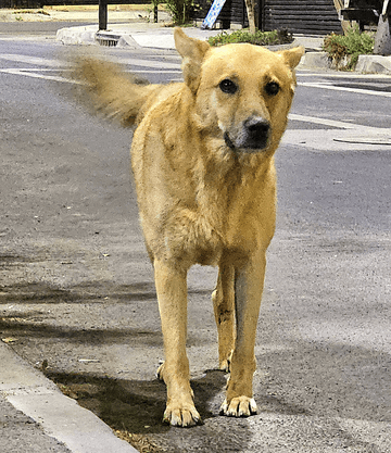 Foto de la mascota