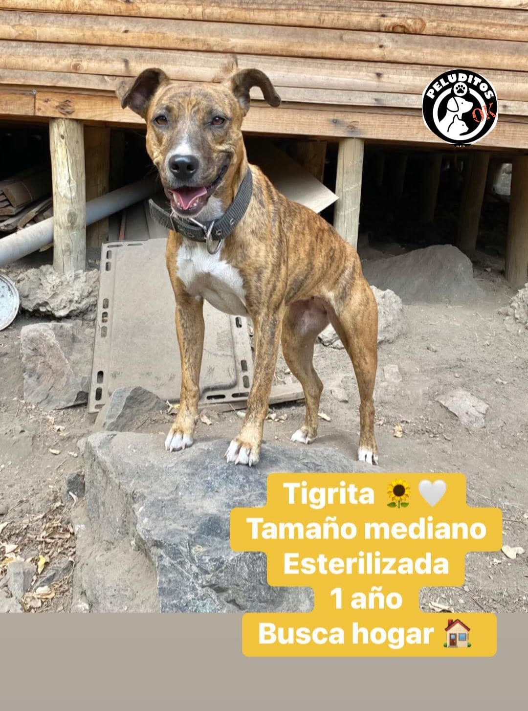 Foto de la mascota