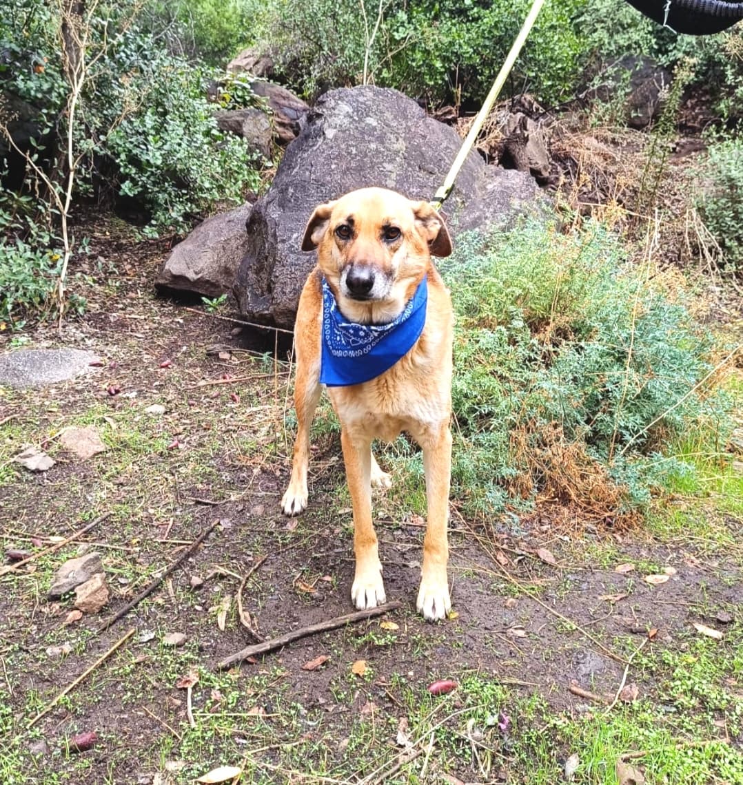 Foto de la mascota