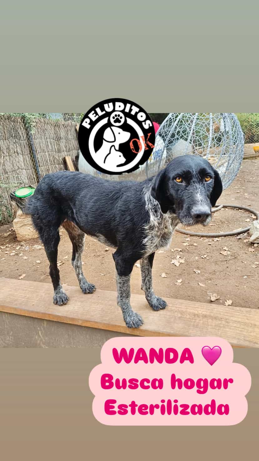 Foto de WANDA