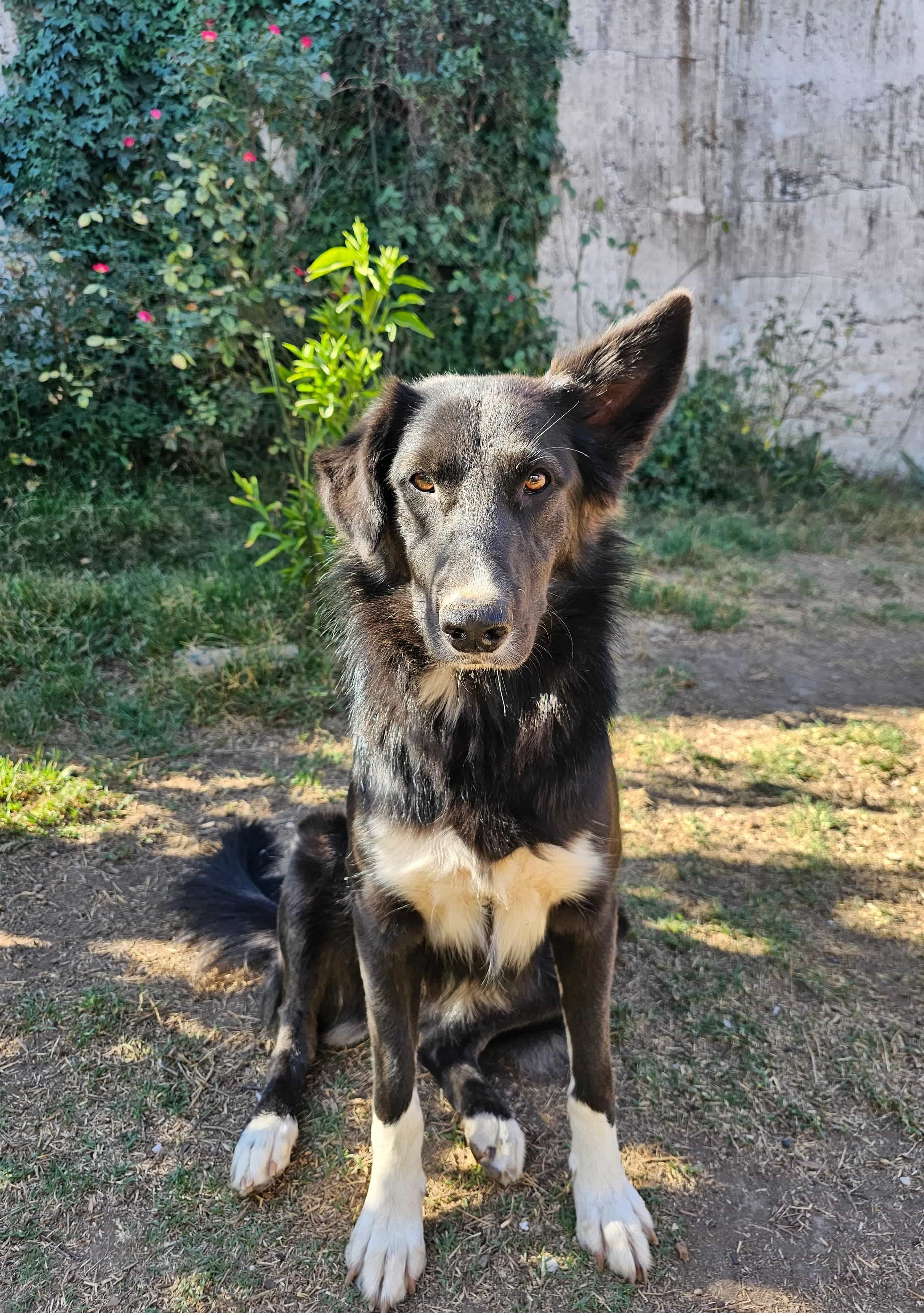 Foto de Molly