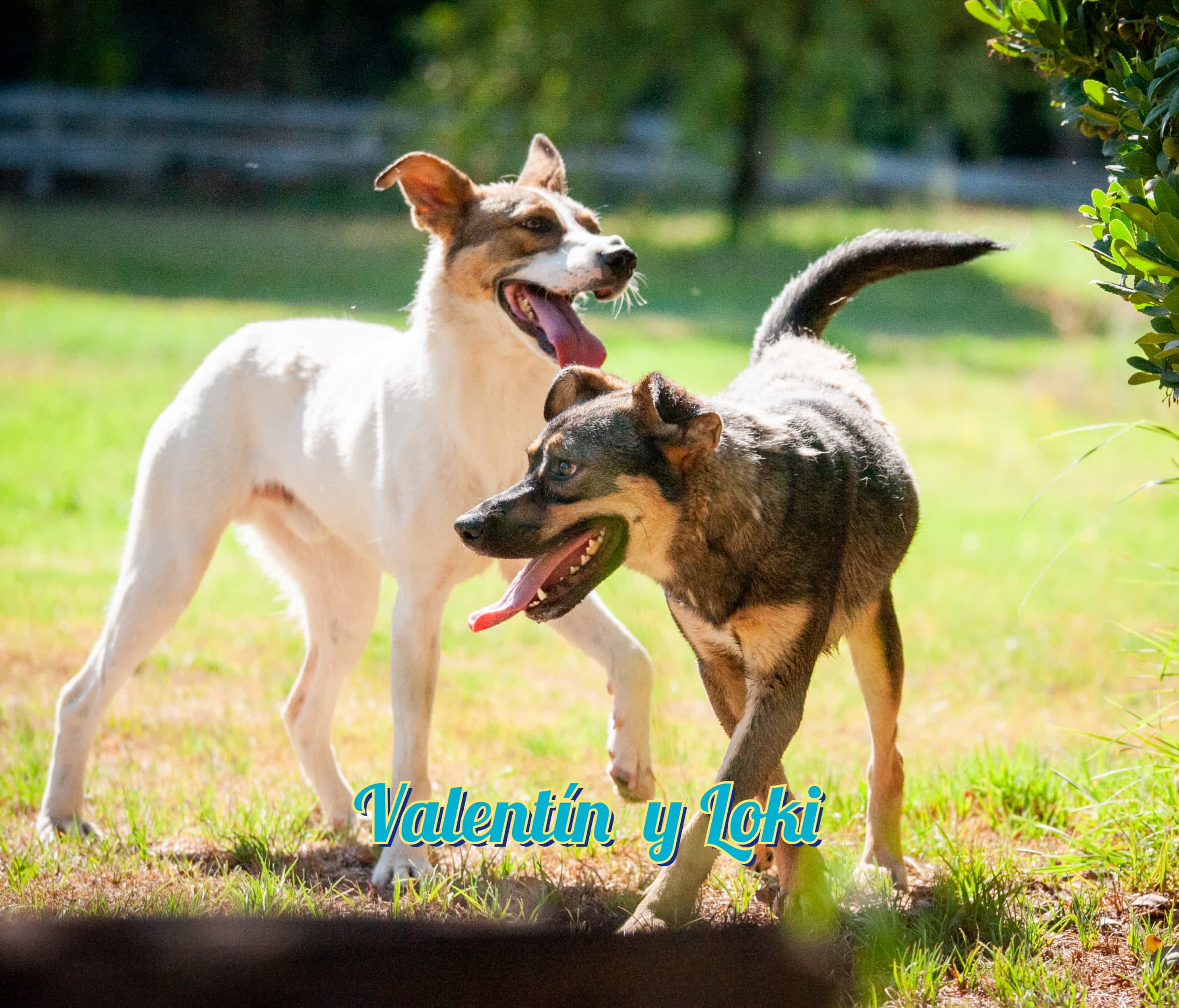 Foto de VALENTIN Y LOKI