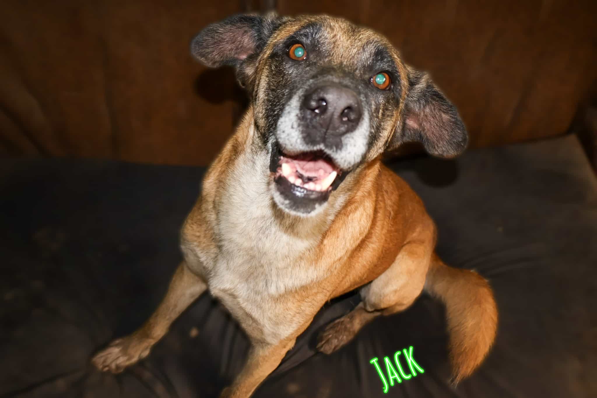 Foto de Jack el cariñoso