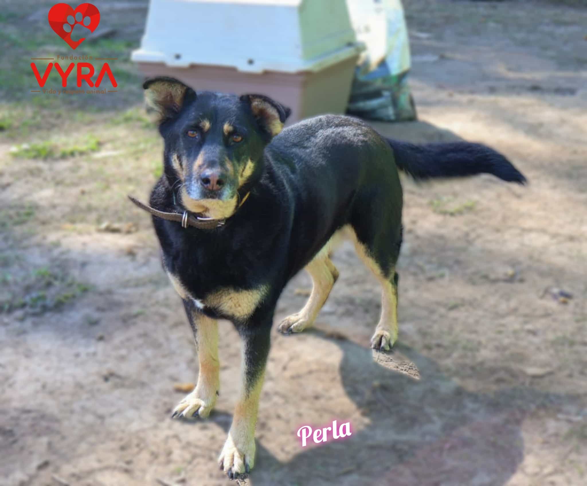 Foto de Perla