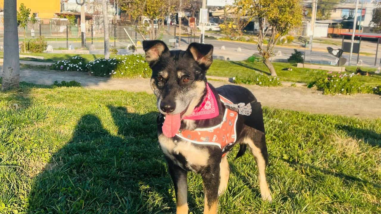 Foto de Nora