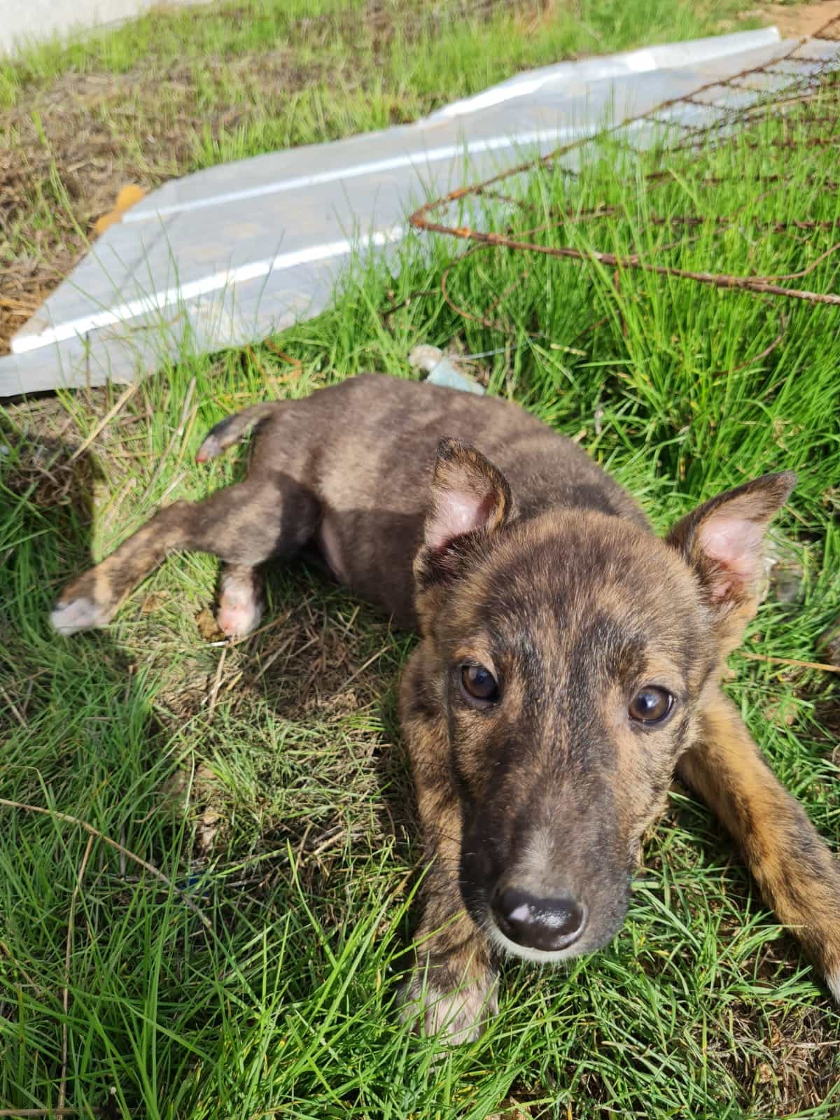 Foto de Cachorro