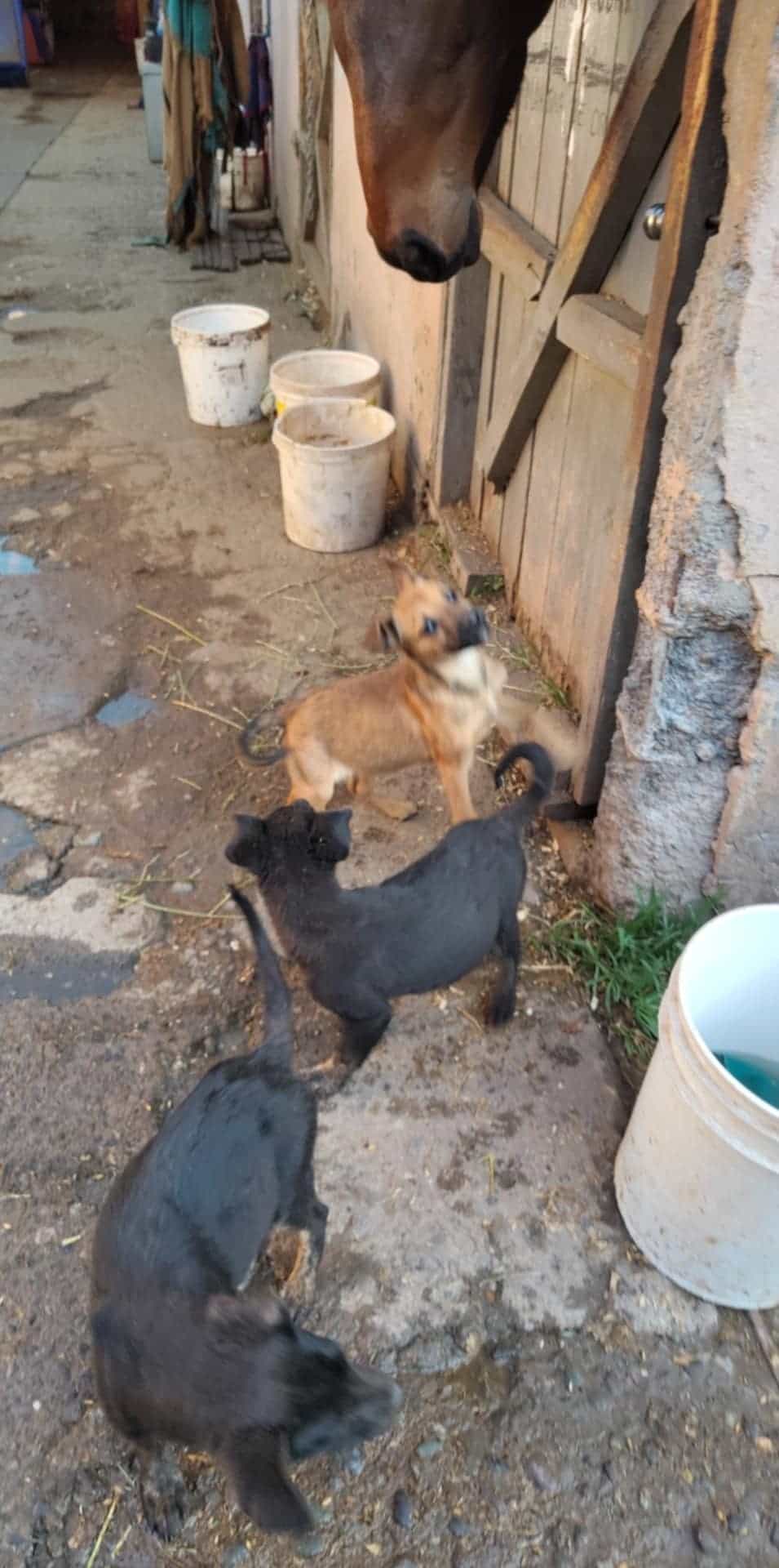 Foto de Puppies