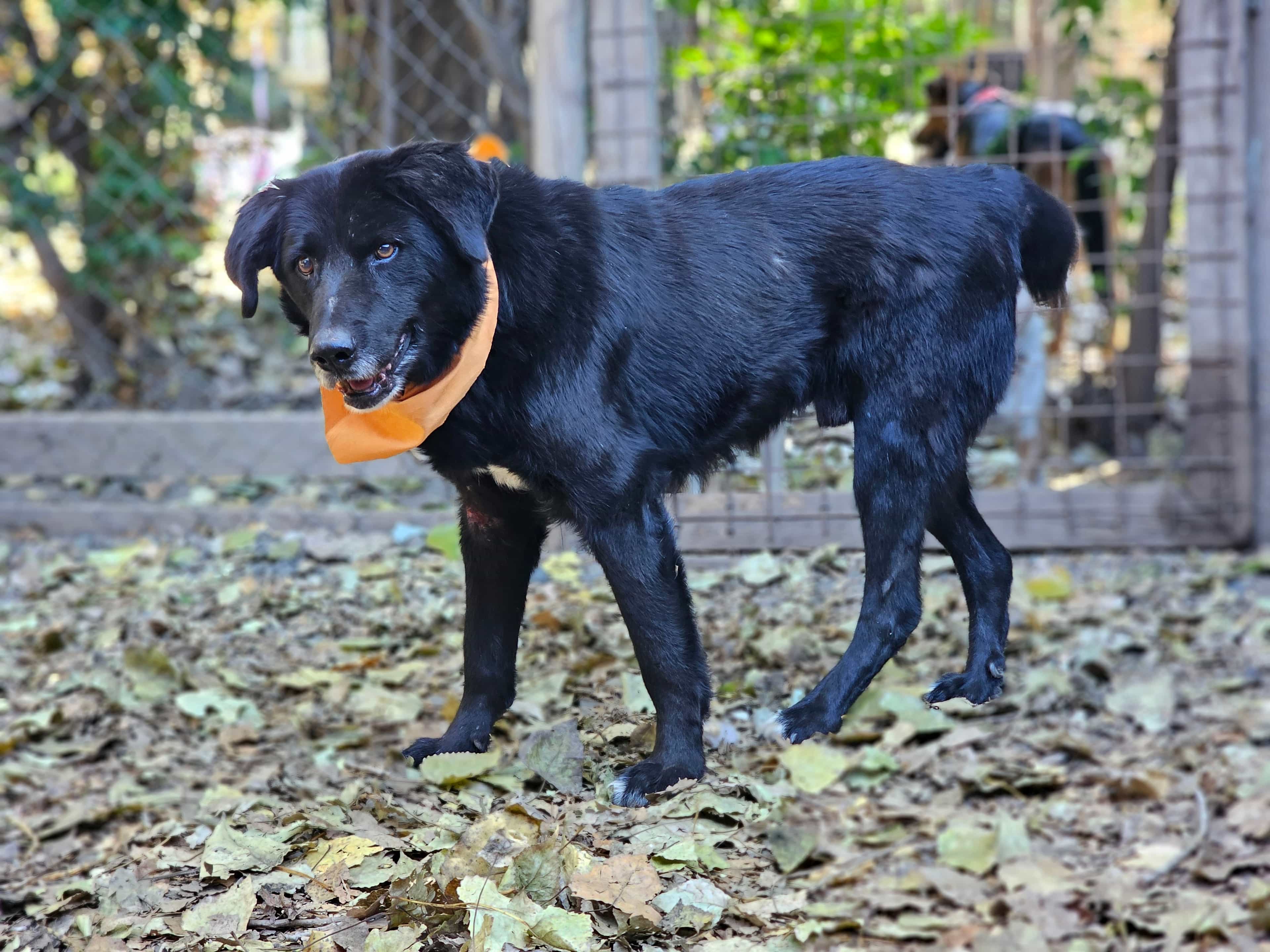Foto de Tritón negro