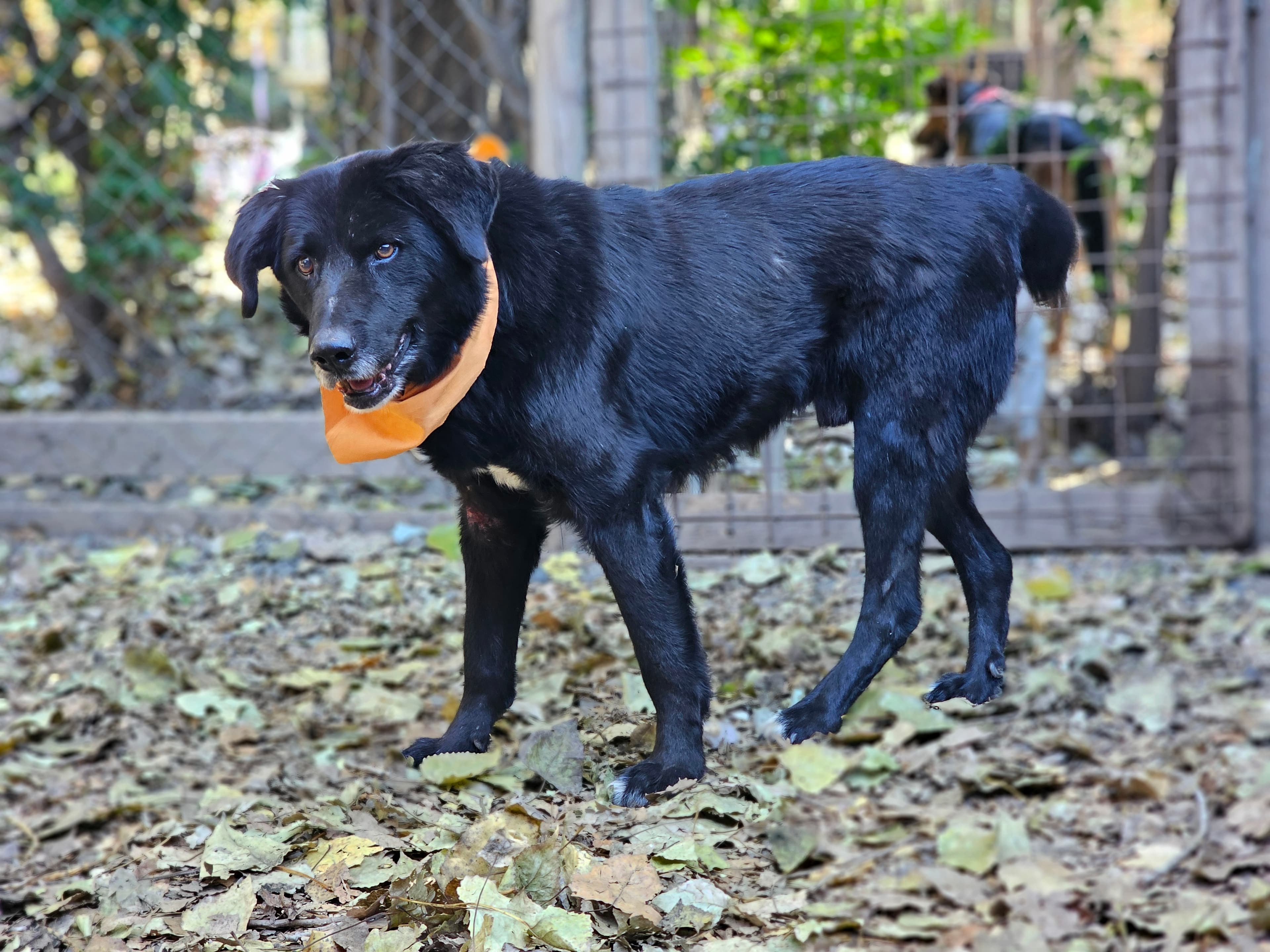 Foto de la mascota