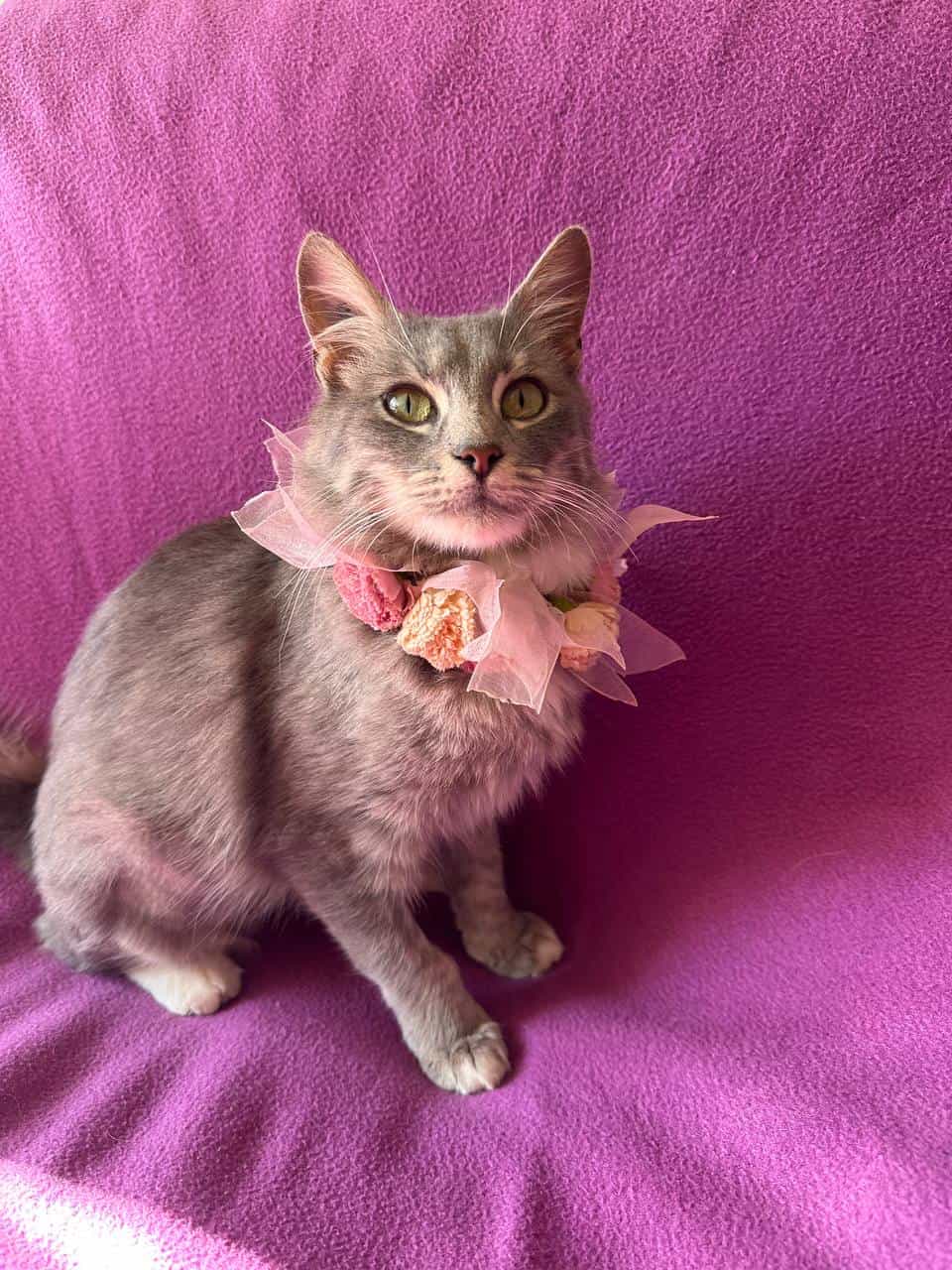 Foto de Chandelle