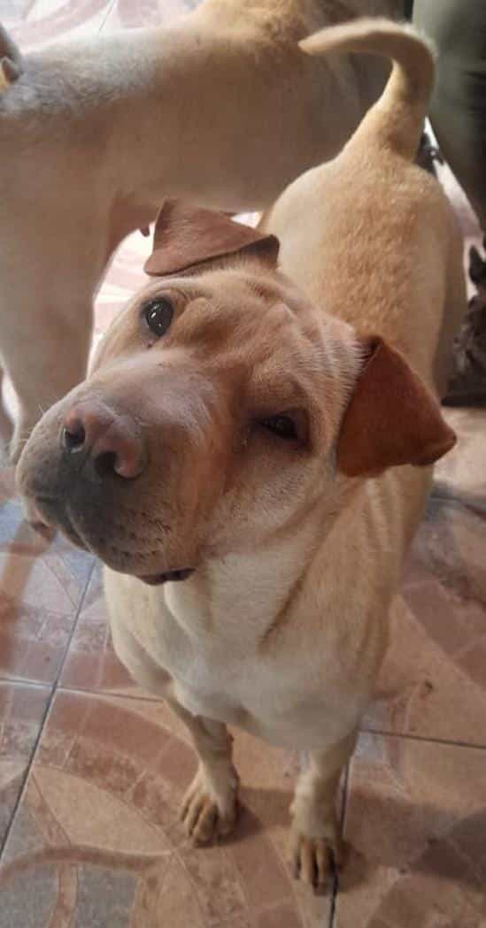 Foto de Mika