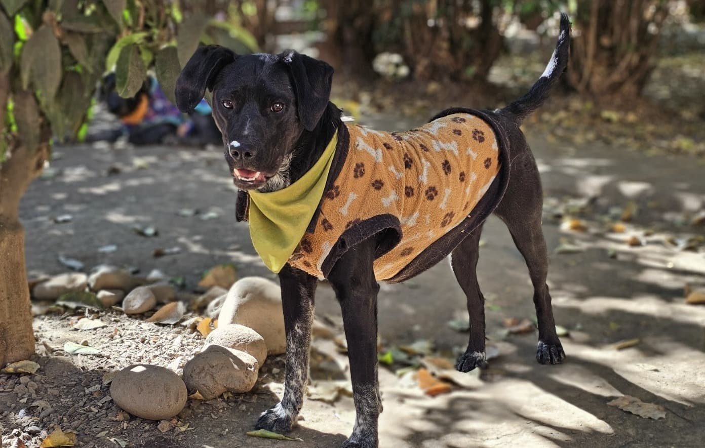 Foto de la mascota