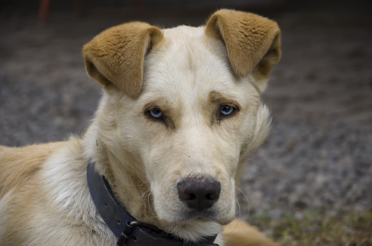 Foto de la mascota