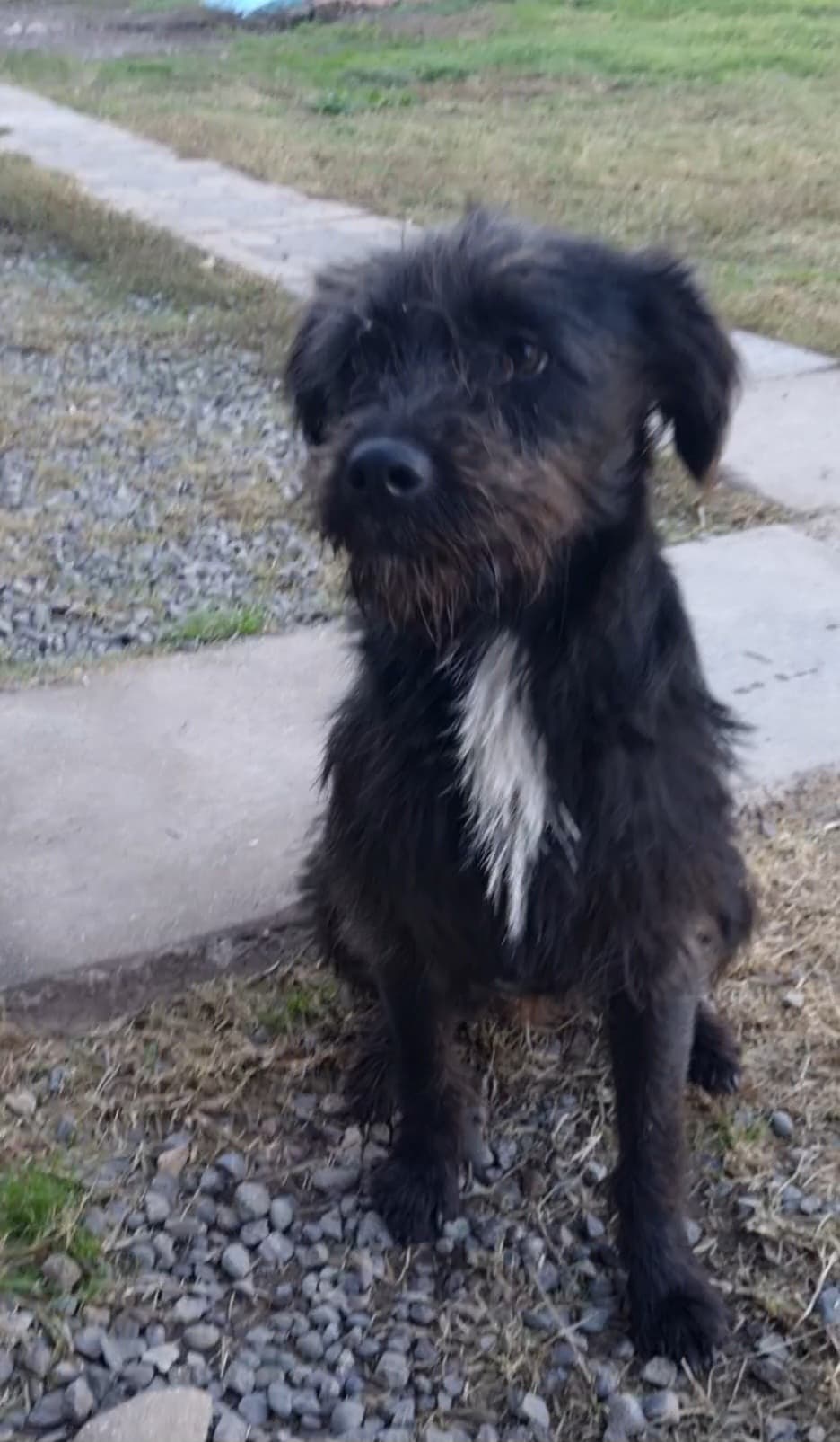 Foto de la mascota