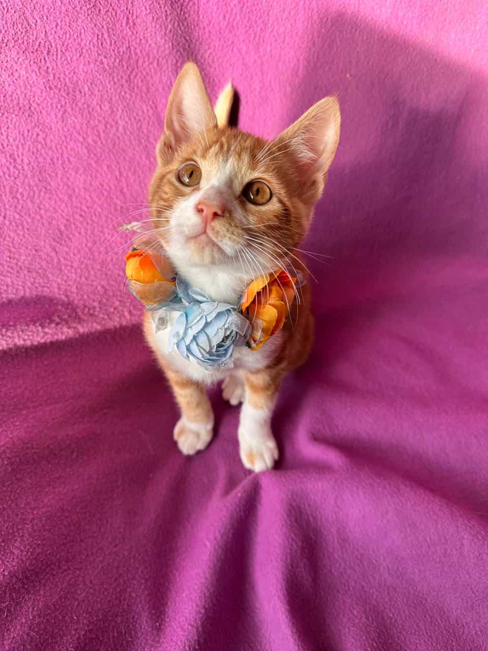 Foto de Ñoqui