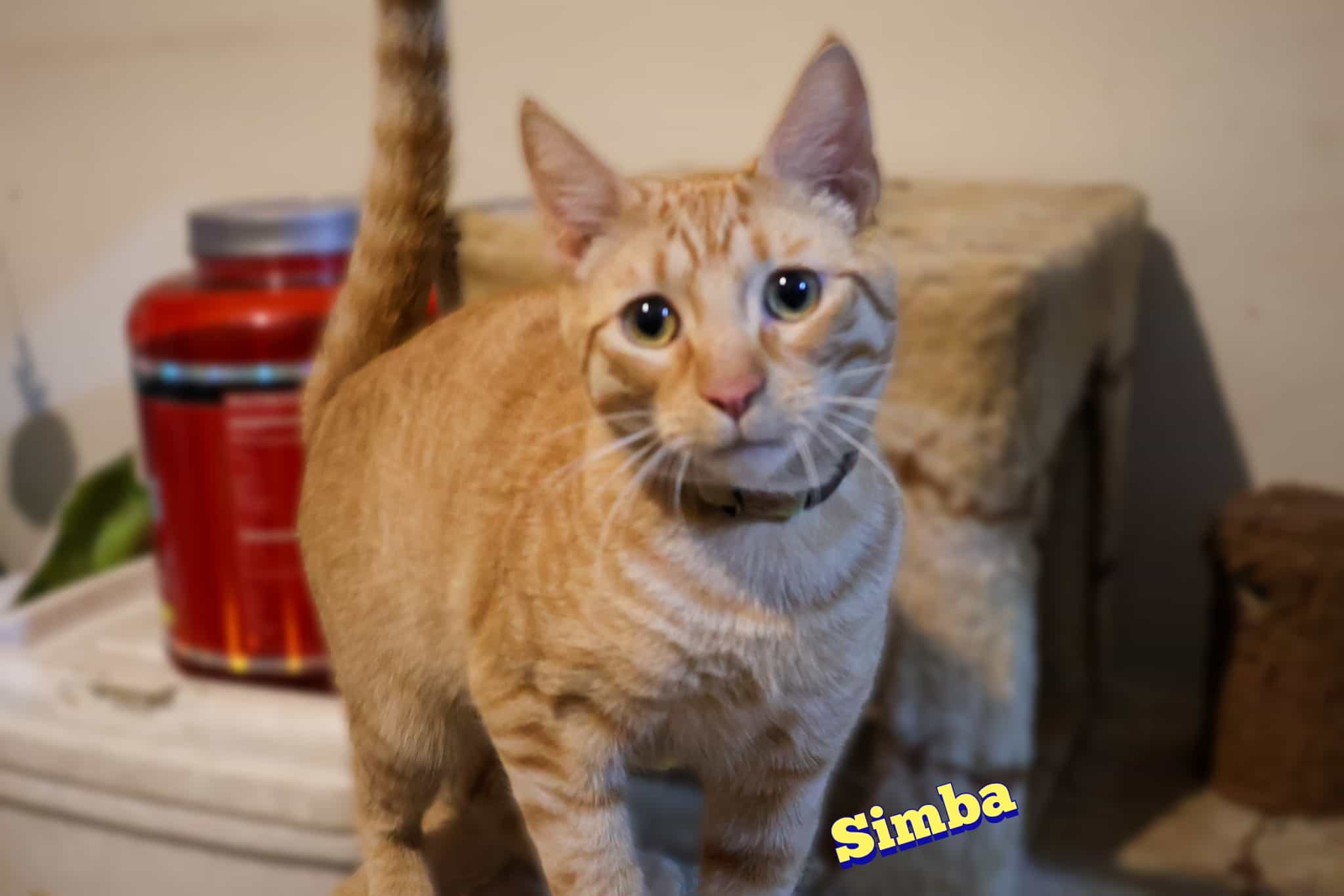 Foto de Simba