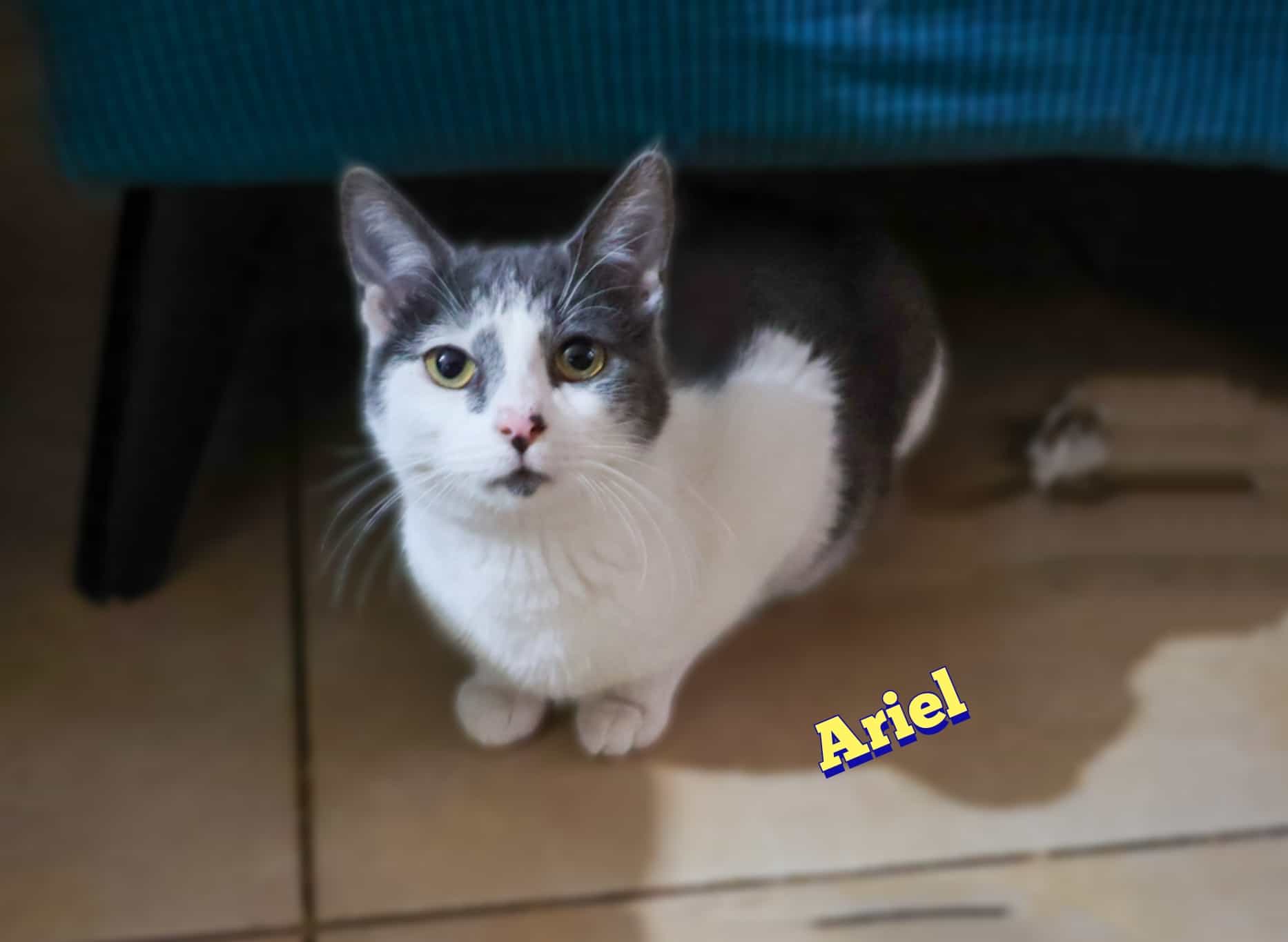 Foto de Hermoso Ariel