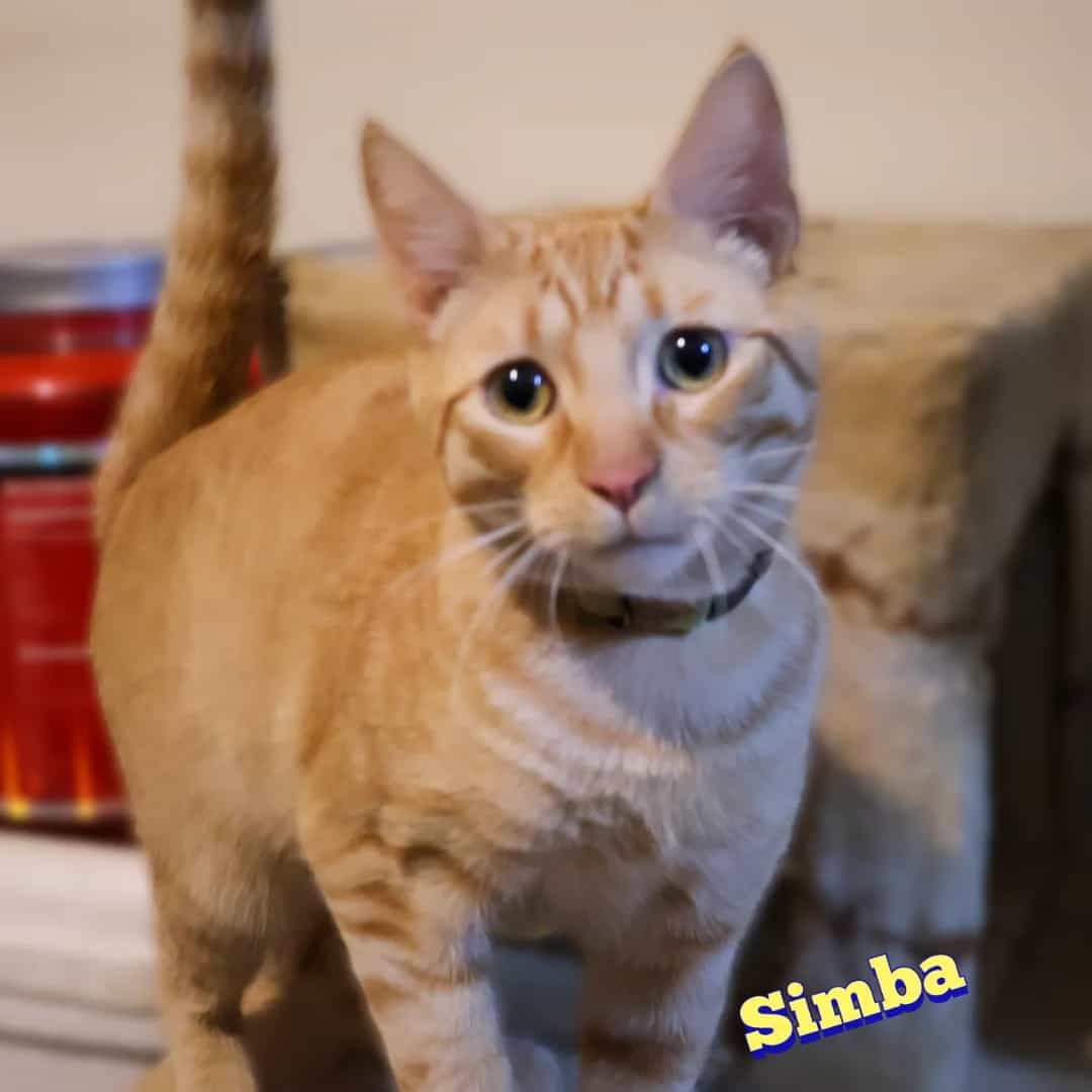 Foto de Simba