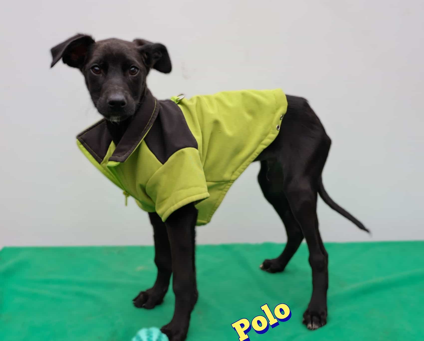 Foto de Polo