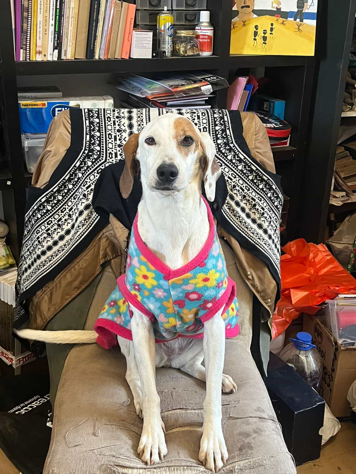 Foto de ALMENDRA la más tierna