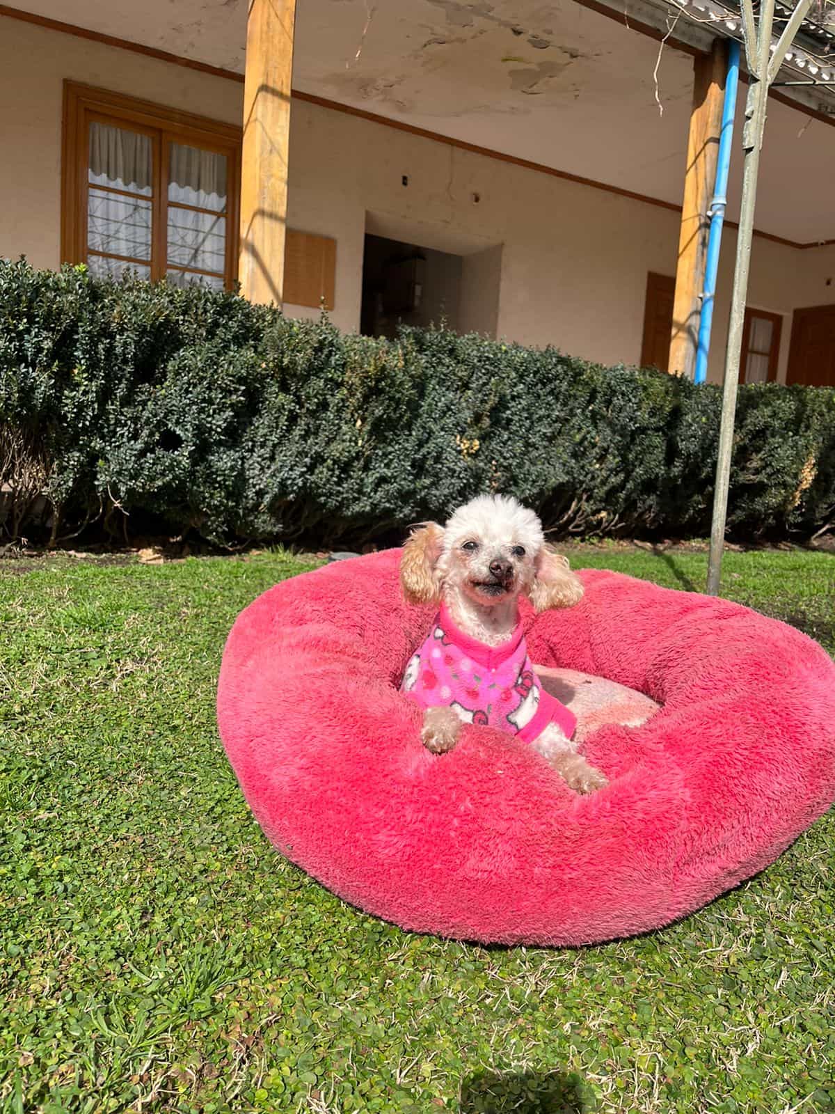 Foto de KHALÚ poodle viejita