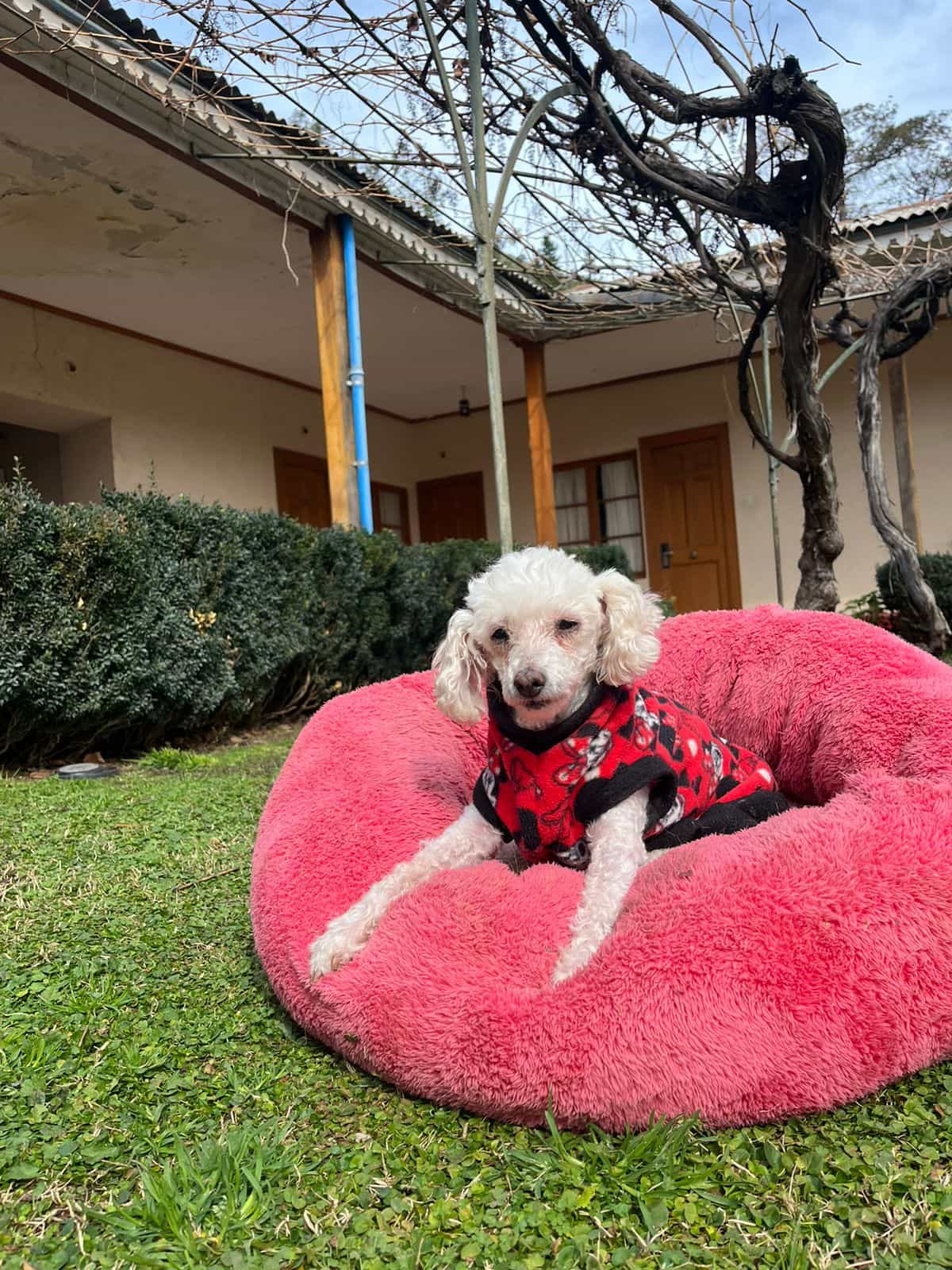 Foto de TITA poodle viejita