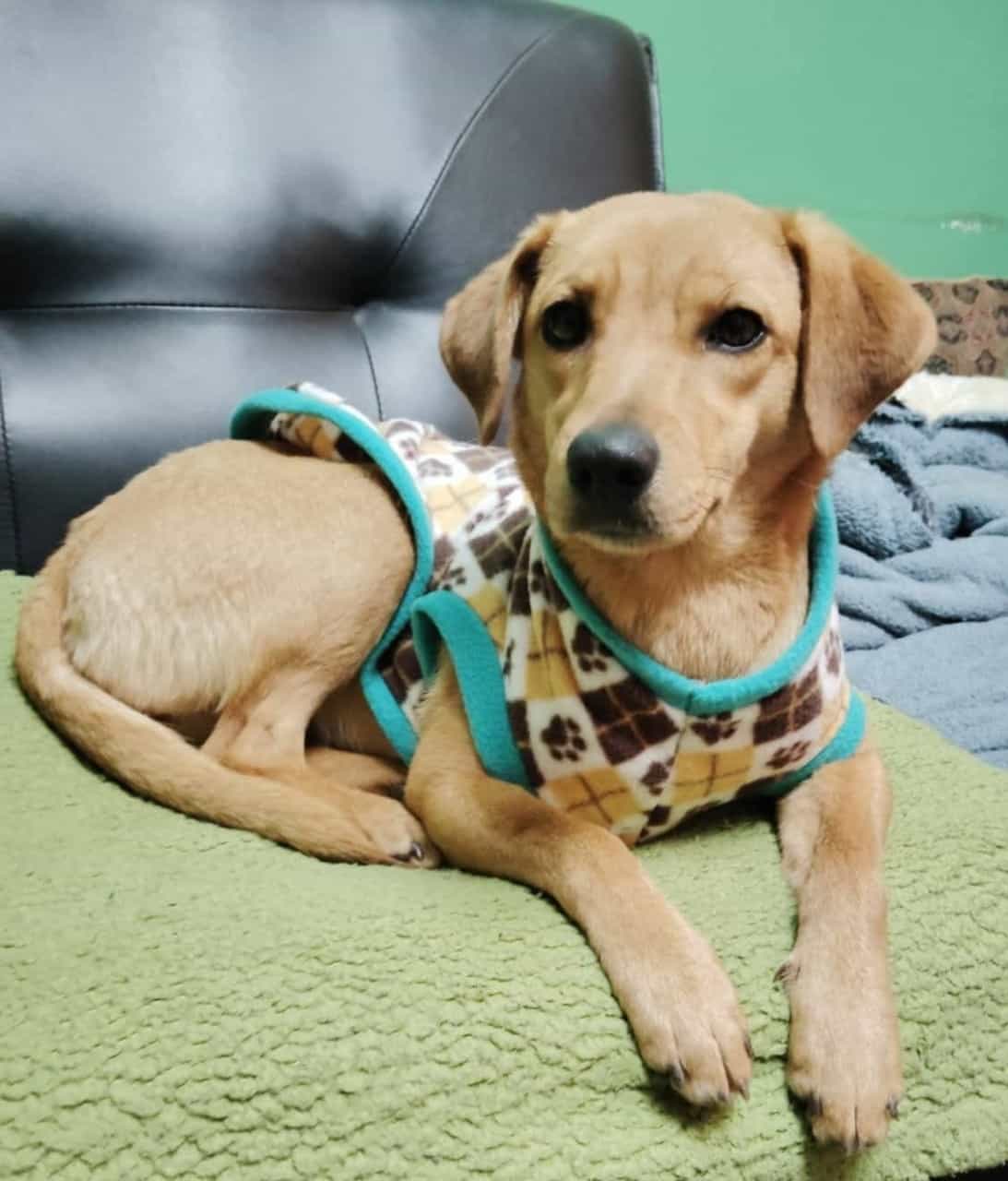 Foto de NALA (cachorra)