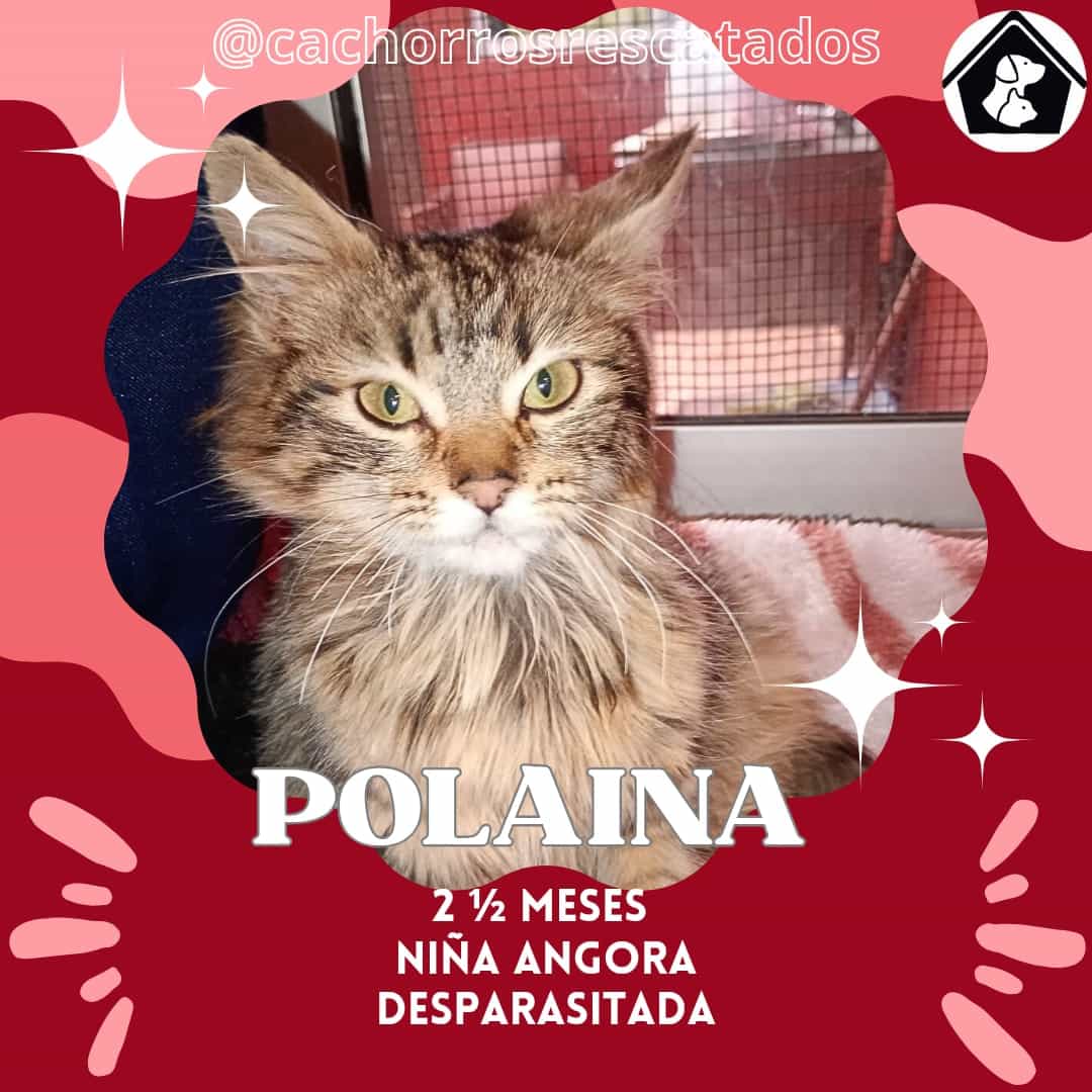 Foto de Polaina