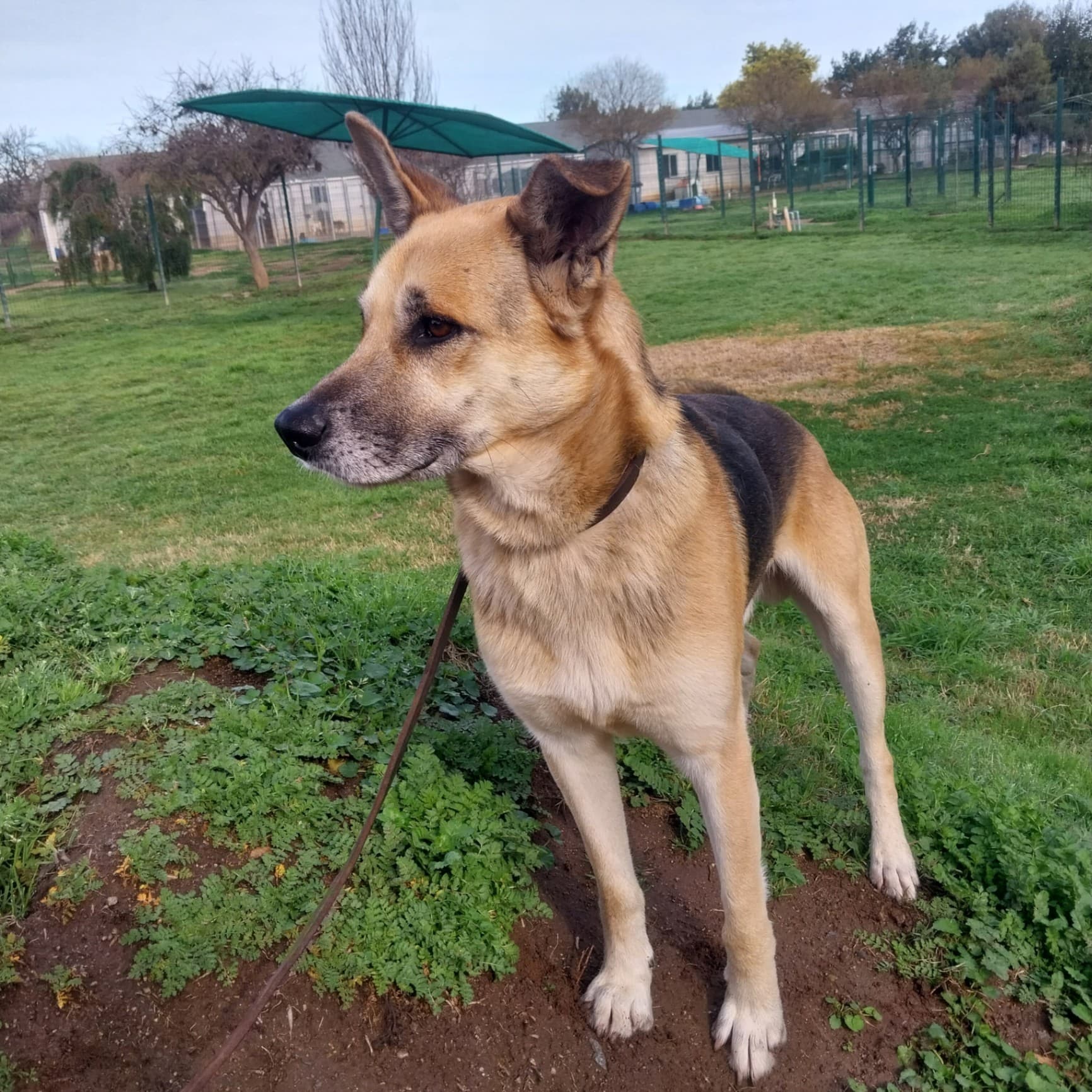 Foto de la mascota