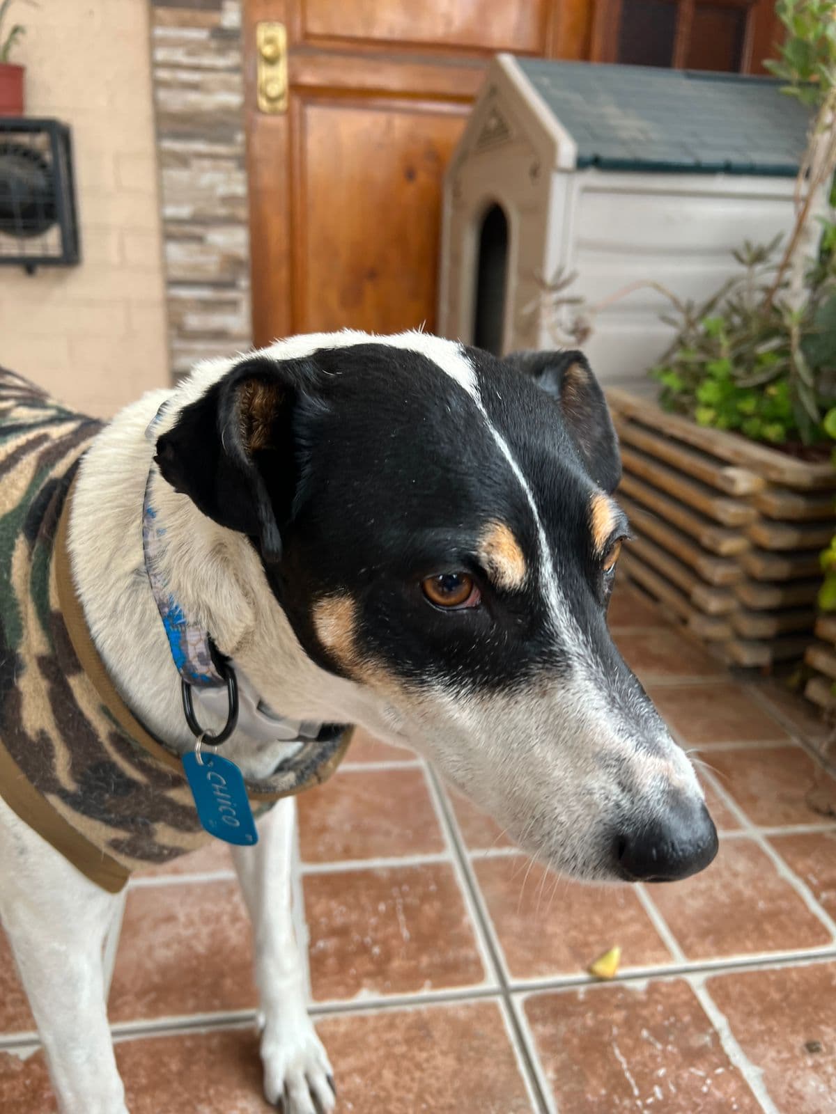 Foto de la mascota