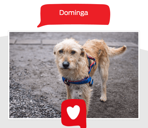 Foto de la mascota