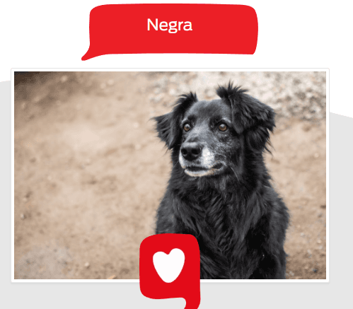 Foto de la mascota