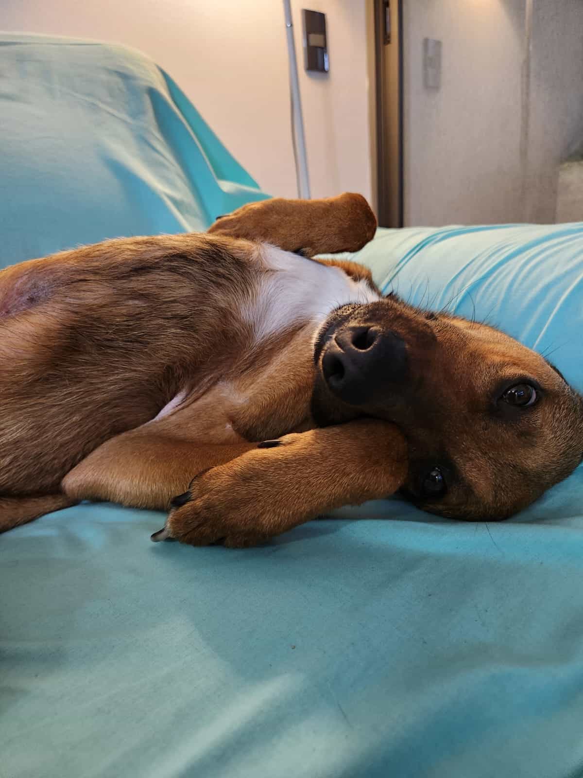 Foto de FEDE (mestizo Galgo)