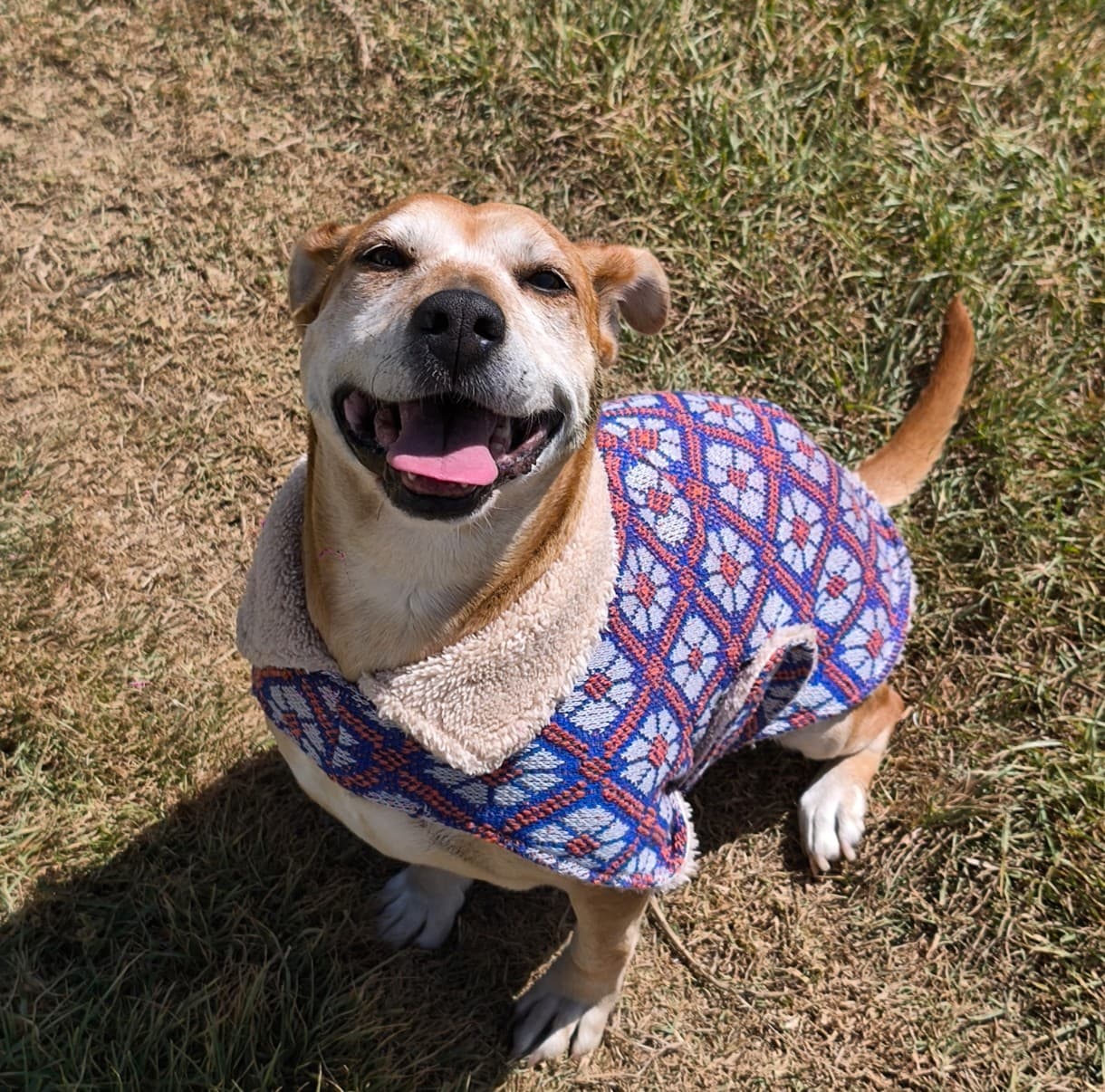 Foto de la mascota