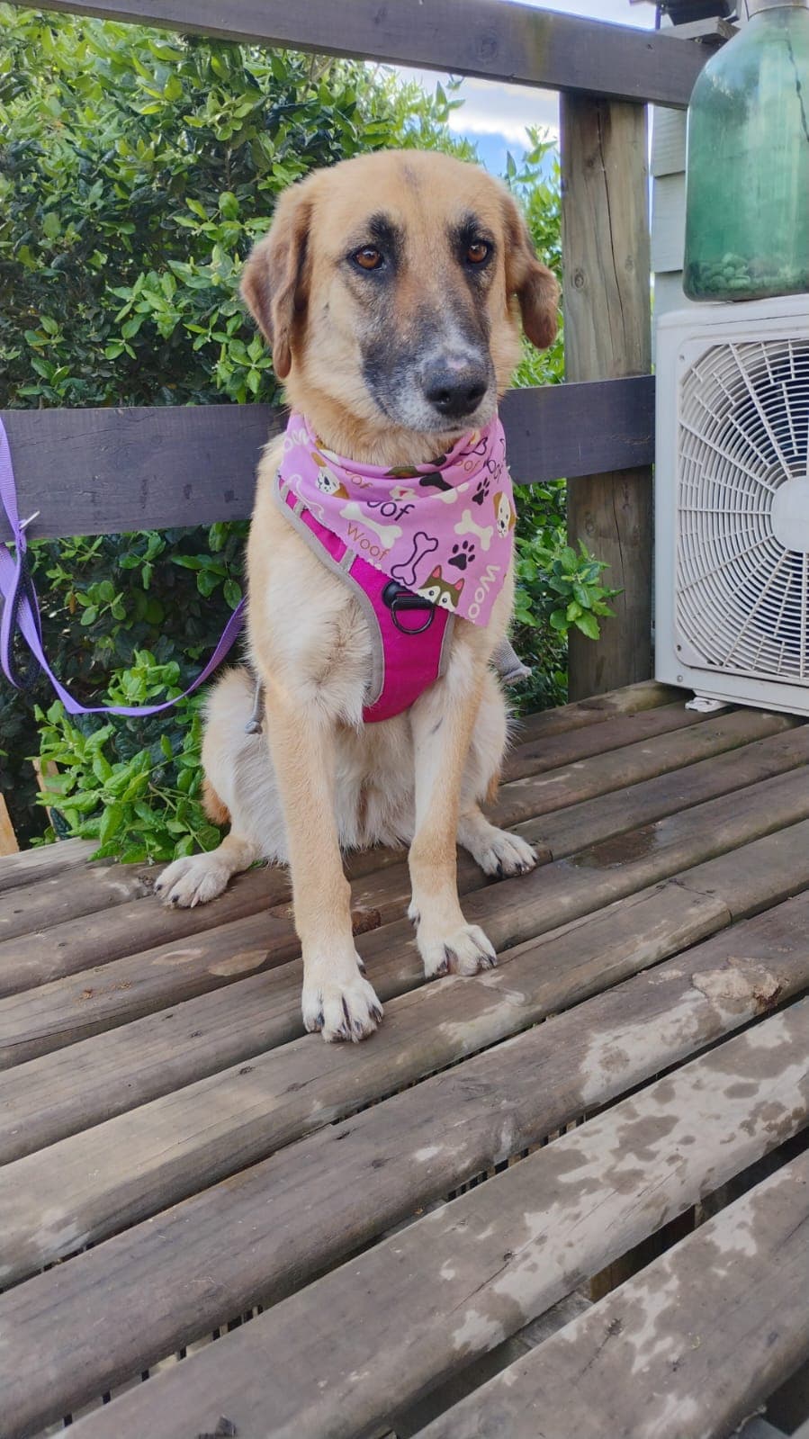 Foto de la mascota