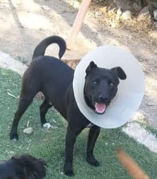 Foto de la mascota