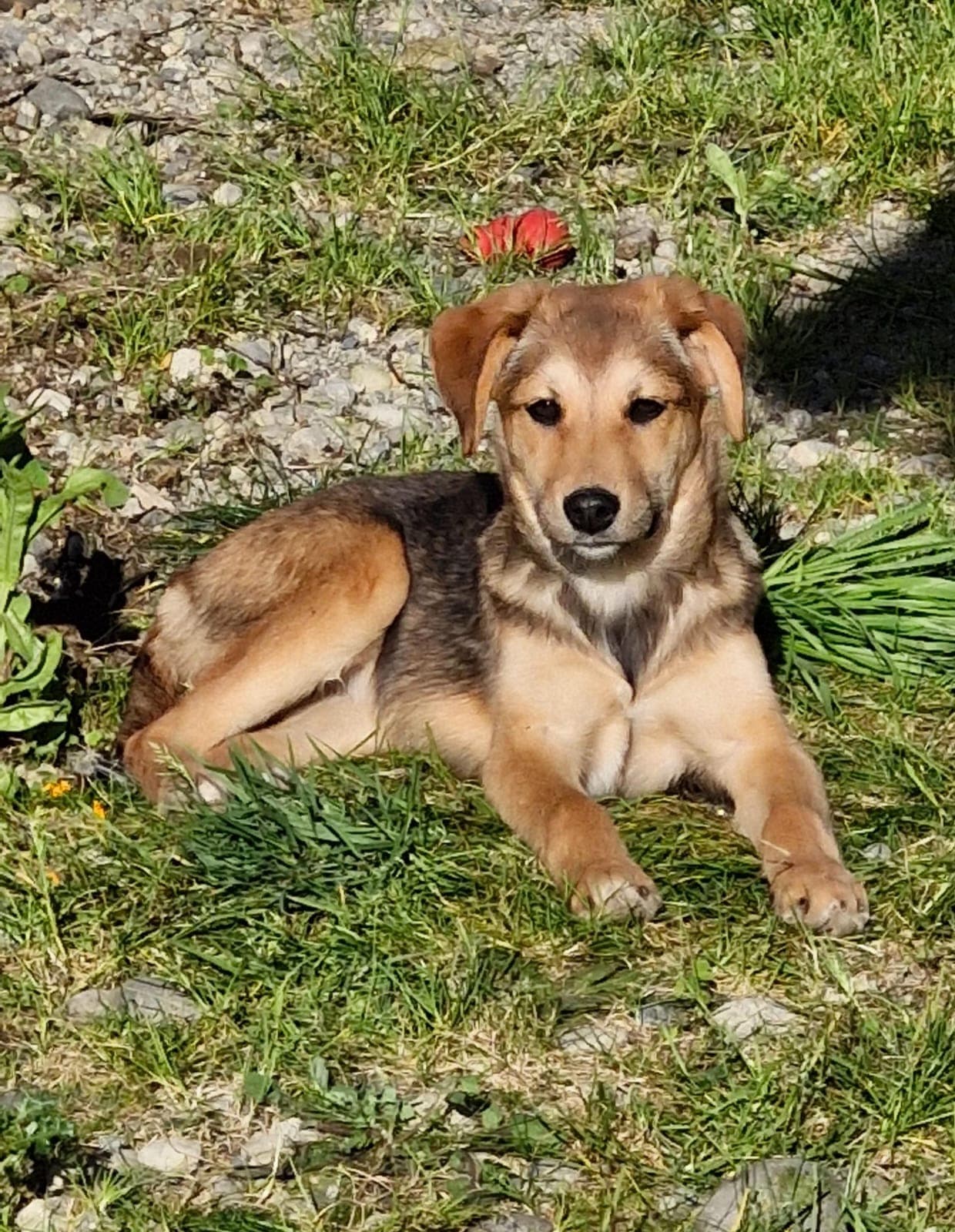 Foto de la mascota