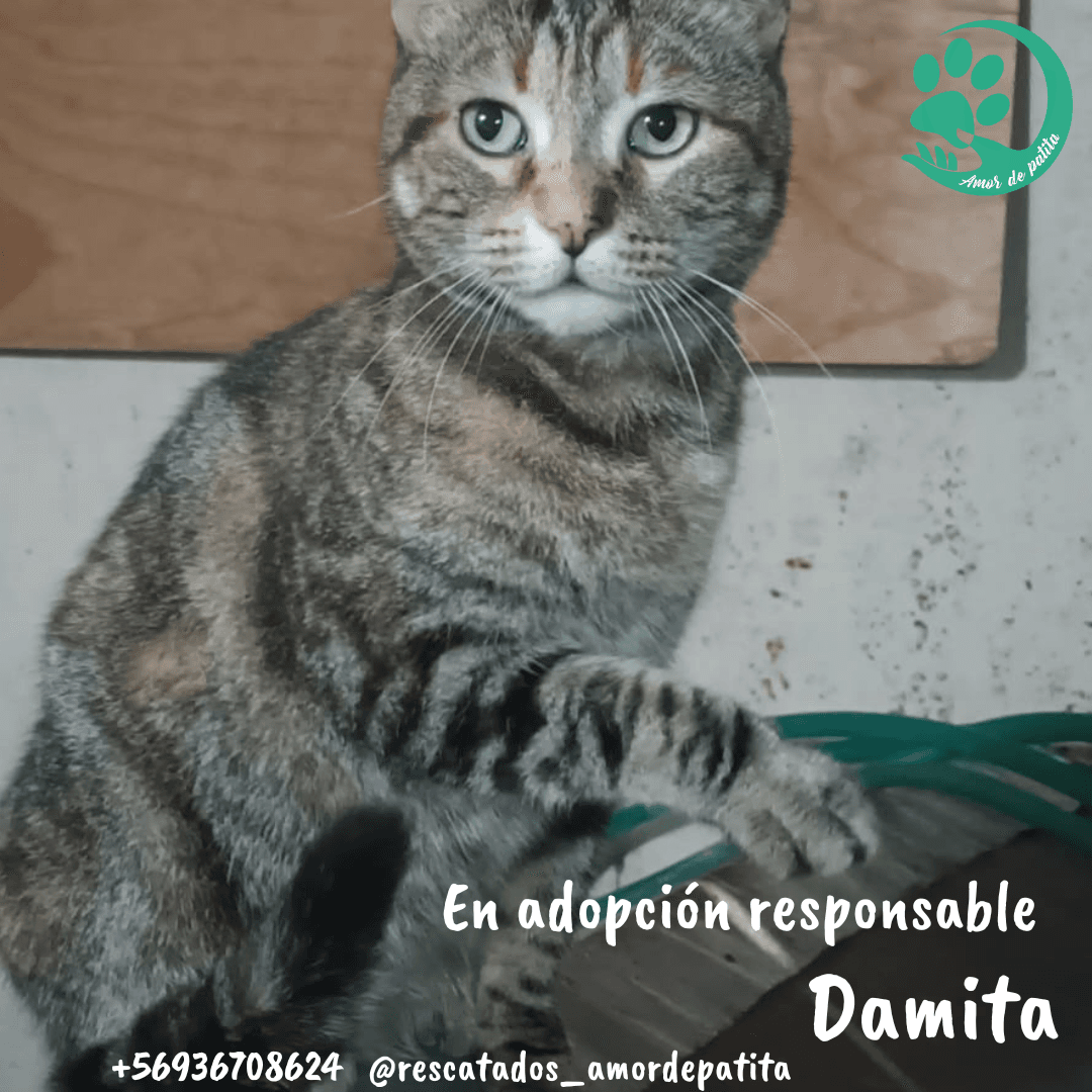 Foto de la mascota