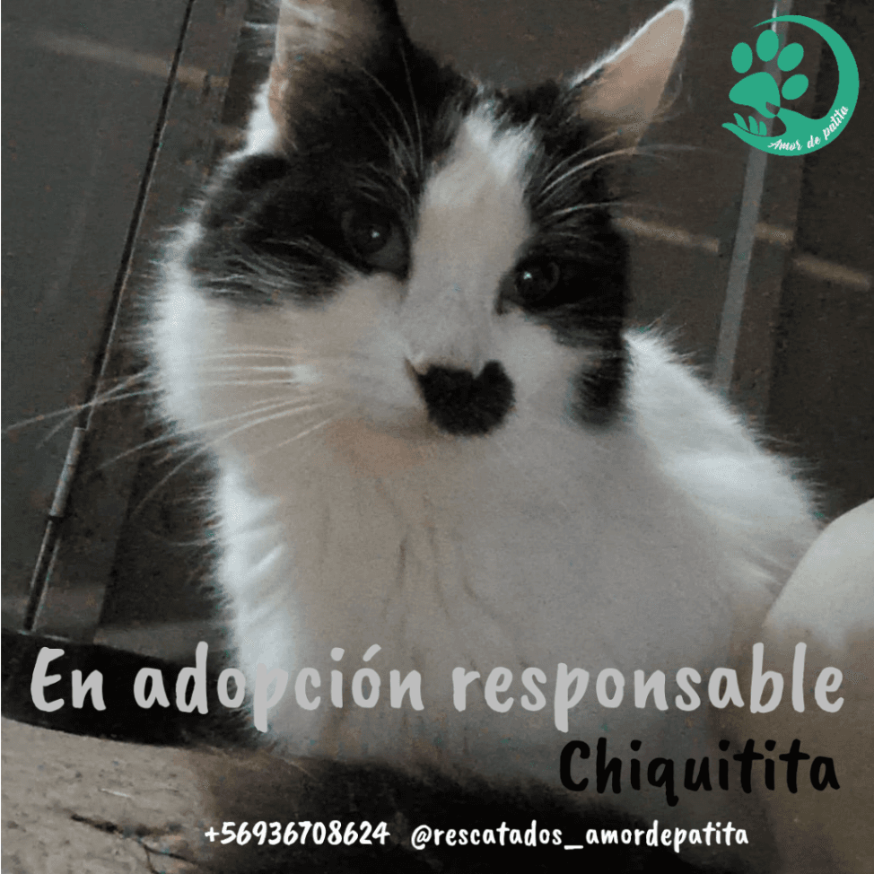 Foto de la mascota