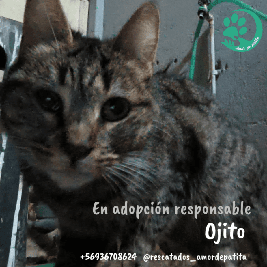 Foto de la mascota