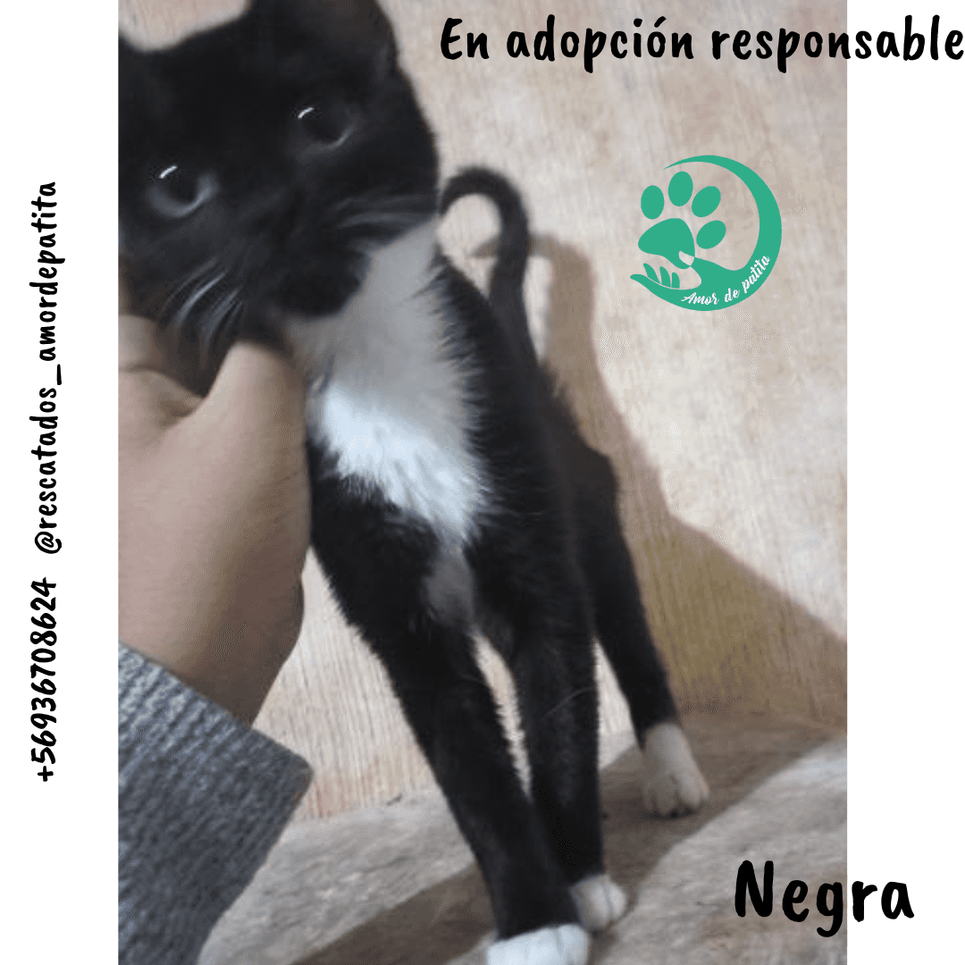 Foto de Negrita