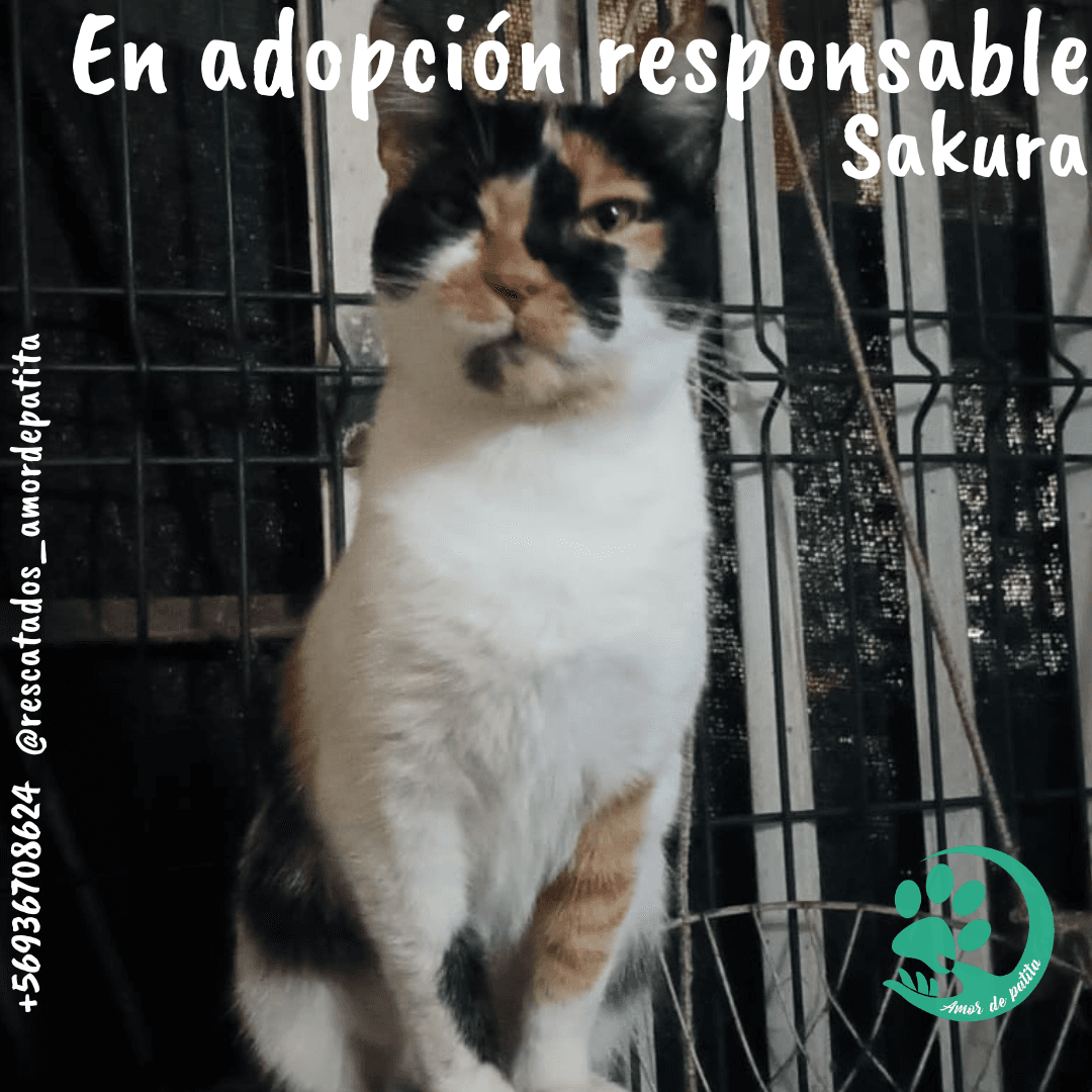 Foto de la mascota