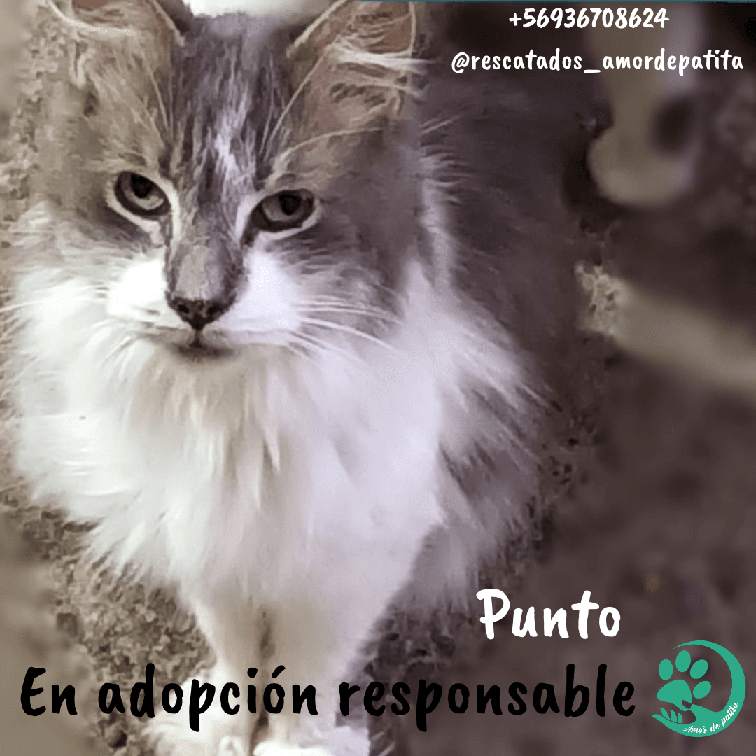 Foto de la mascota